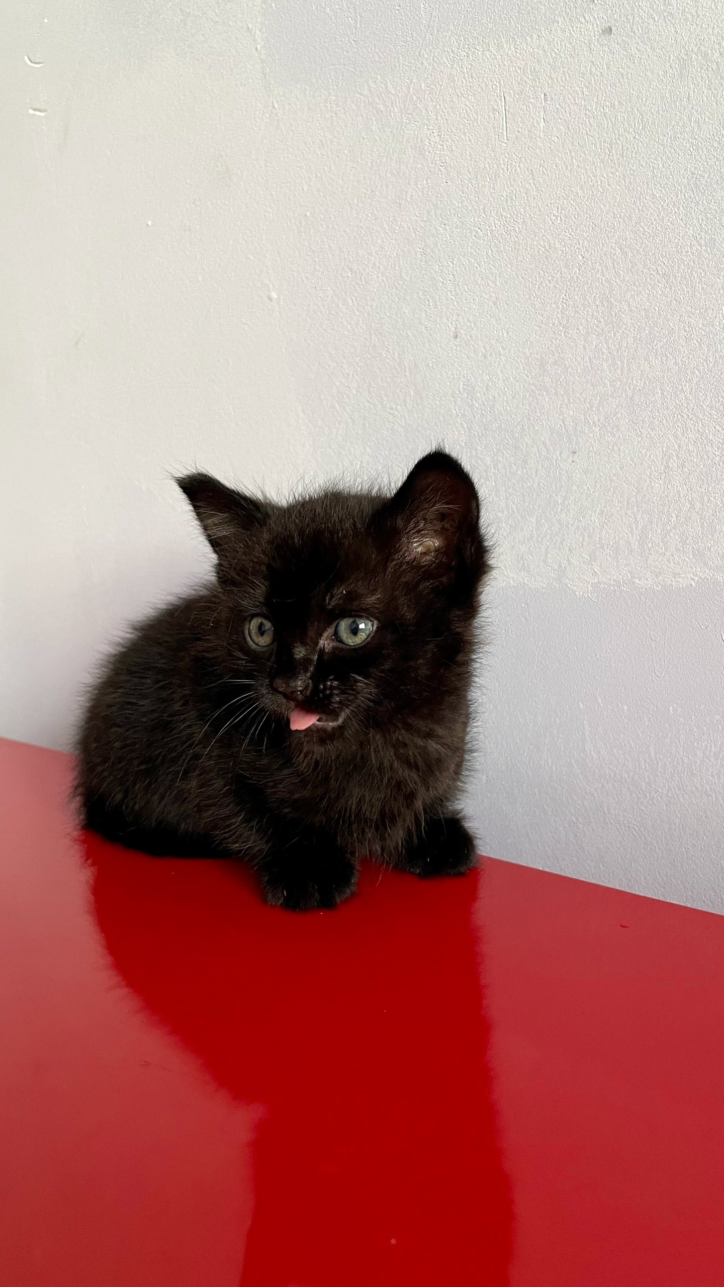 Котенок в добрые руки. Не (2)