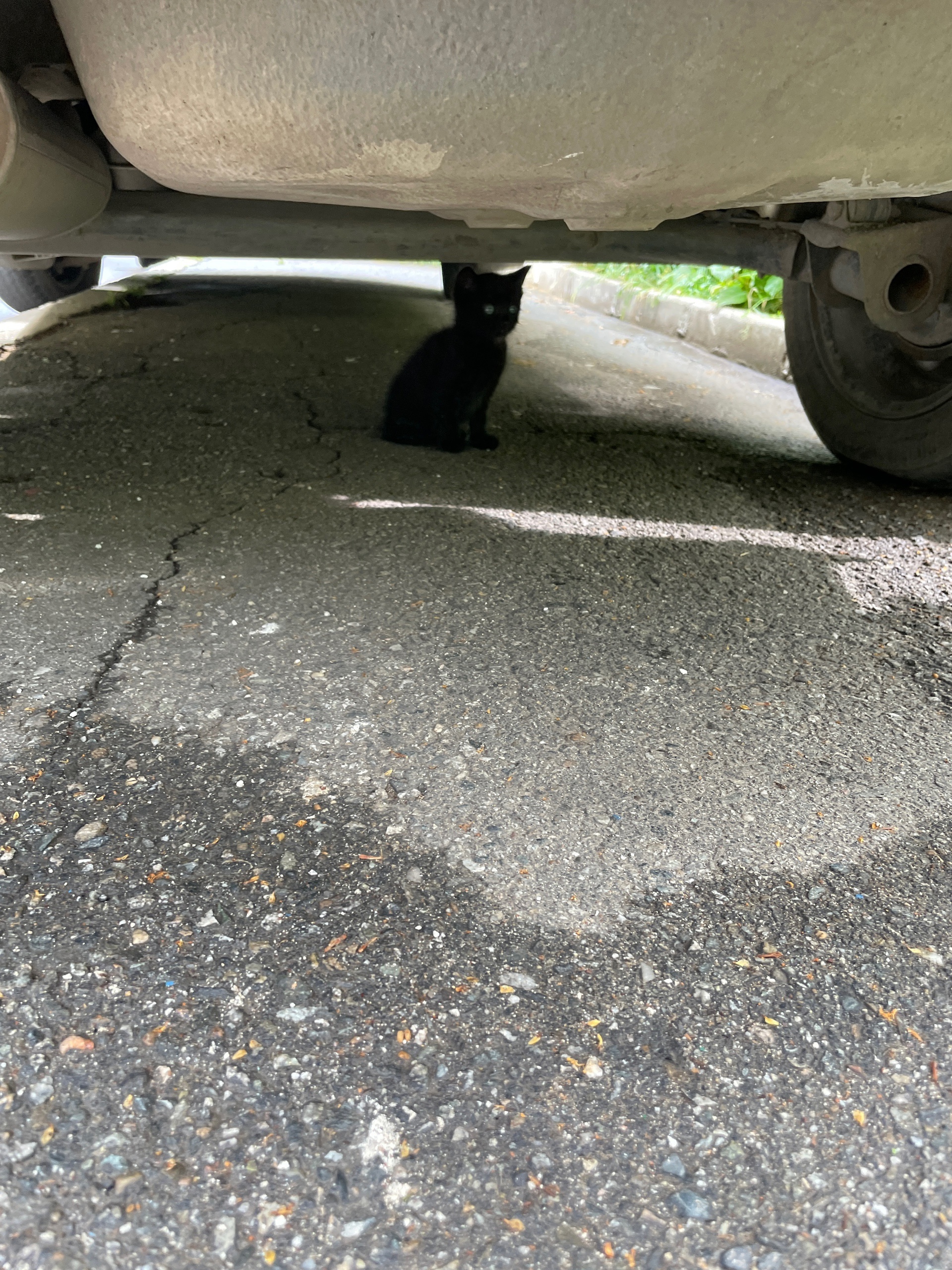 Котенок в добрые руки. Не