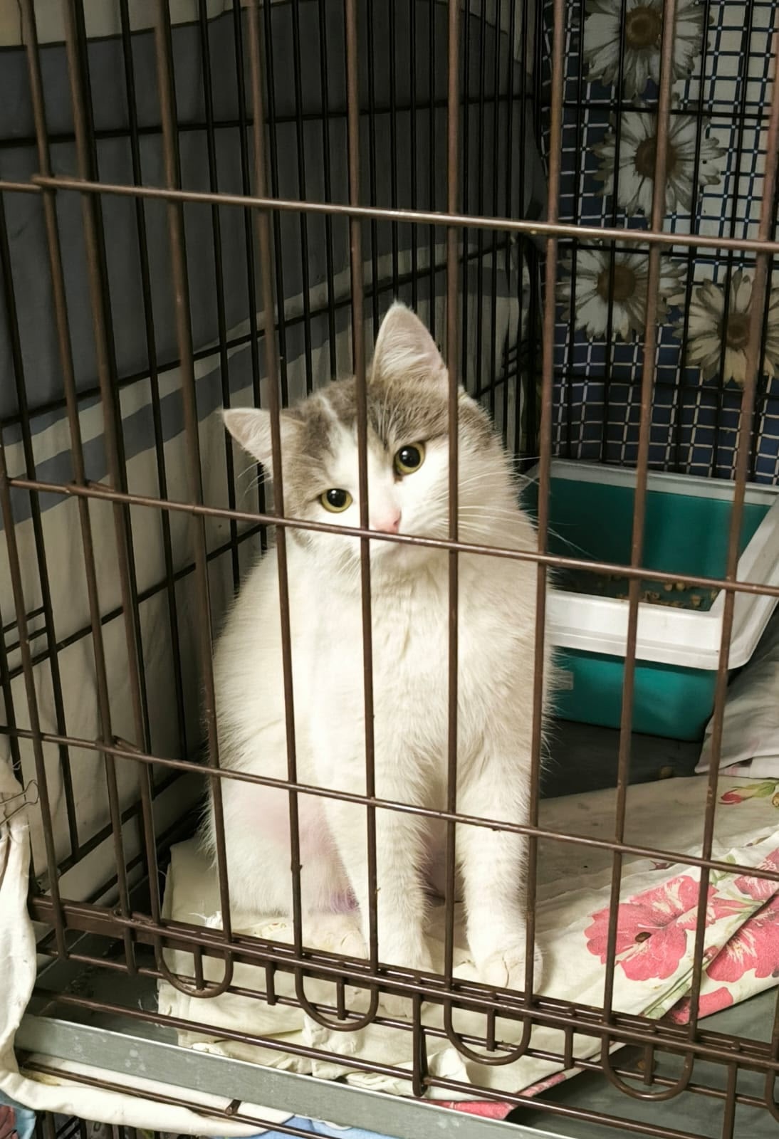Совершенно очаровательный молоденький котик по (4)