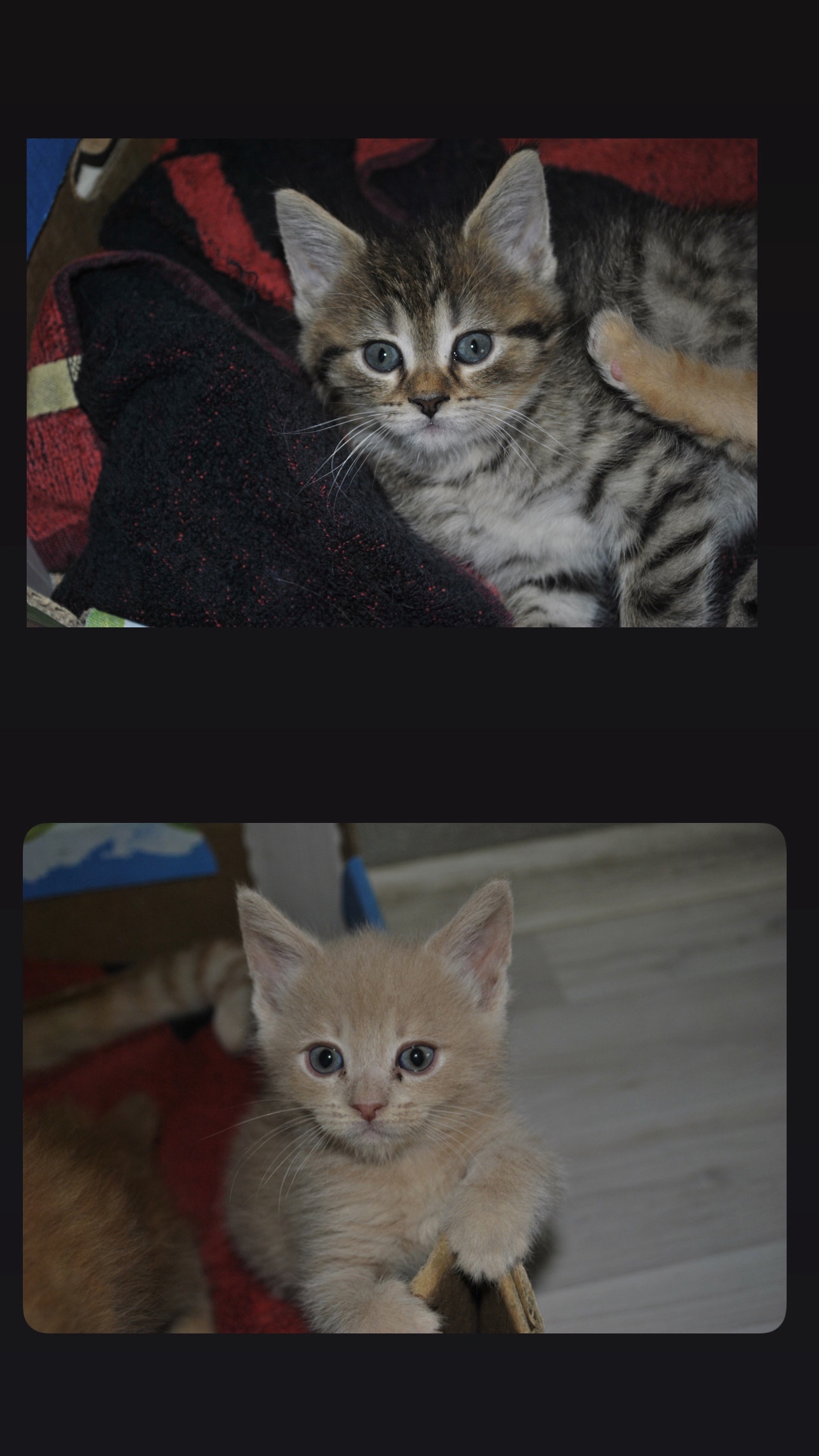 Продаю котят породы шотландская .