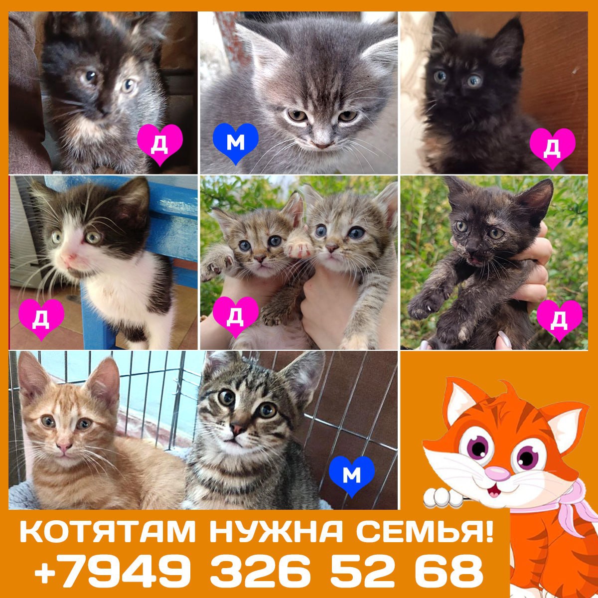 Преданные котята: Донецк, Мариуполь, Москва