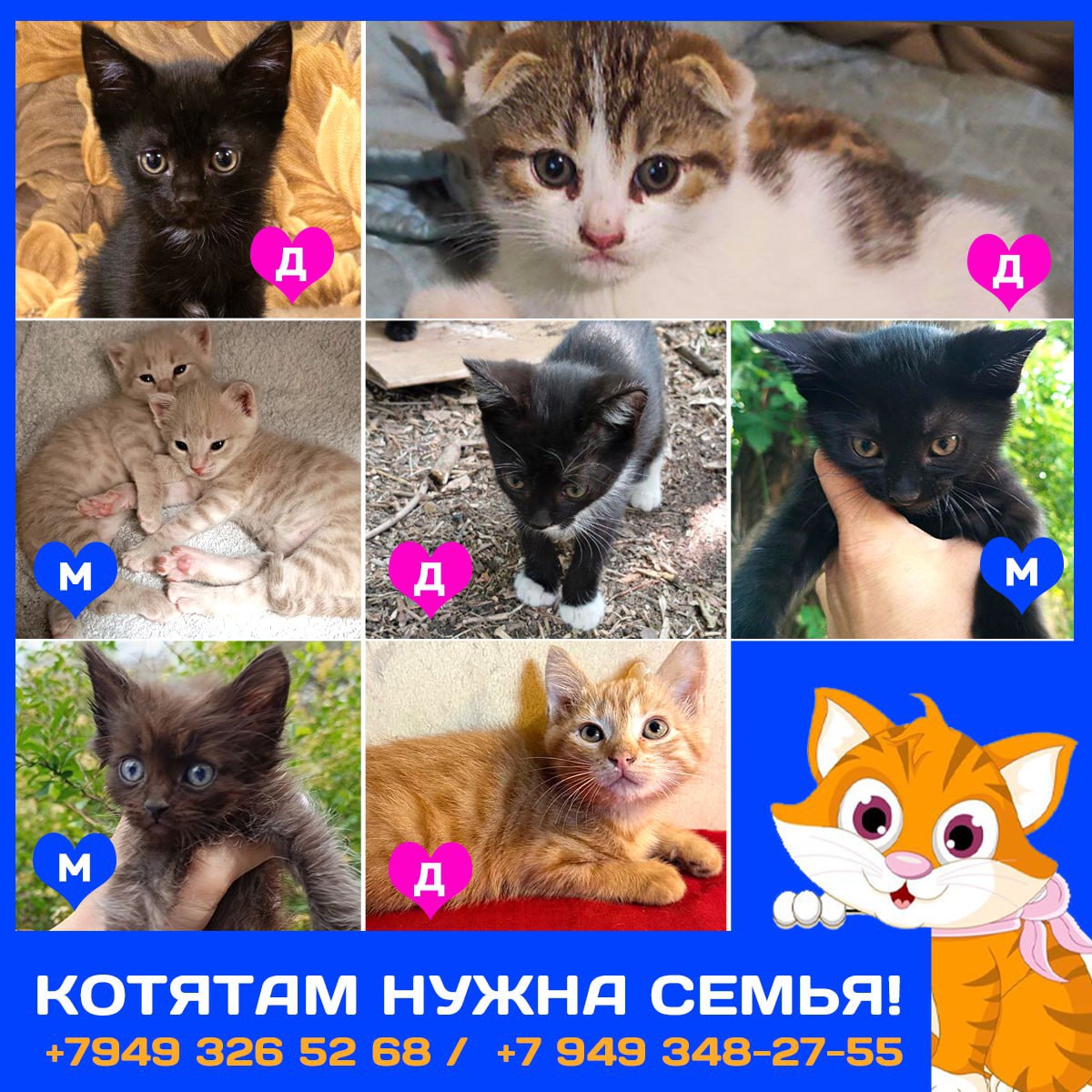 Преданные котята: Донецк, Мариуполь, Москва (3)