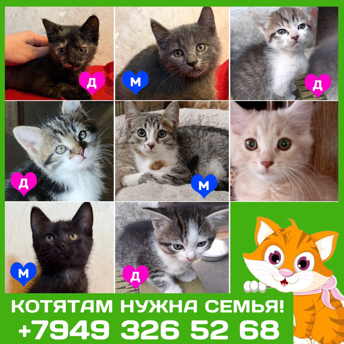 Преданные котята: Донецк, Мариуполь, Москва (2)