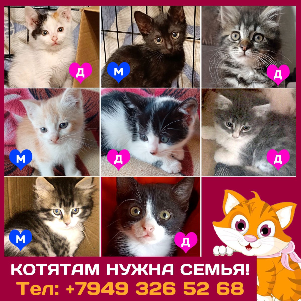 Преданные котята: Донецк, Мариуполь, Москва (1)