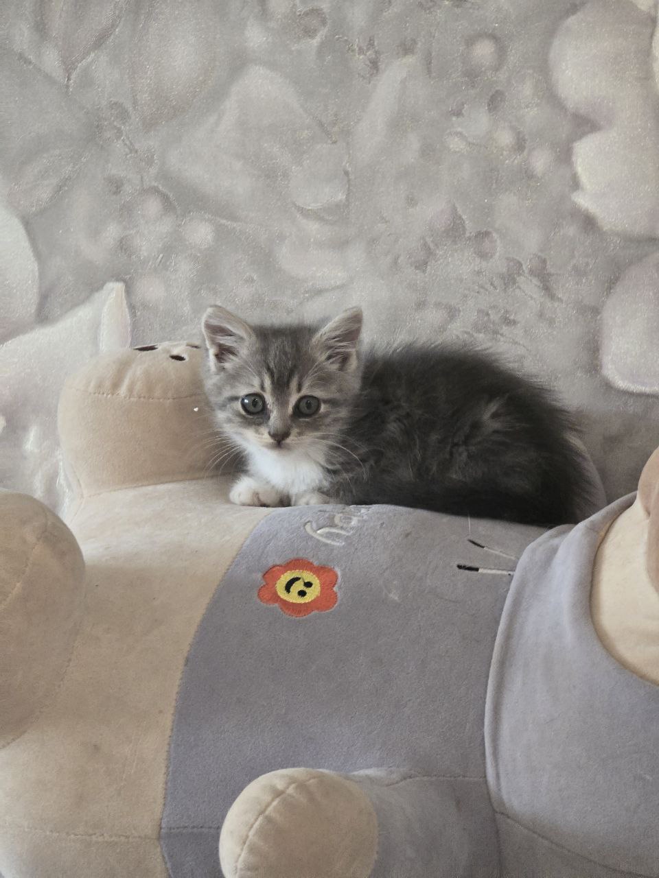Маленькие котята ищут добрый дом (2)