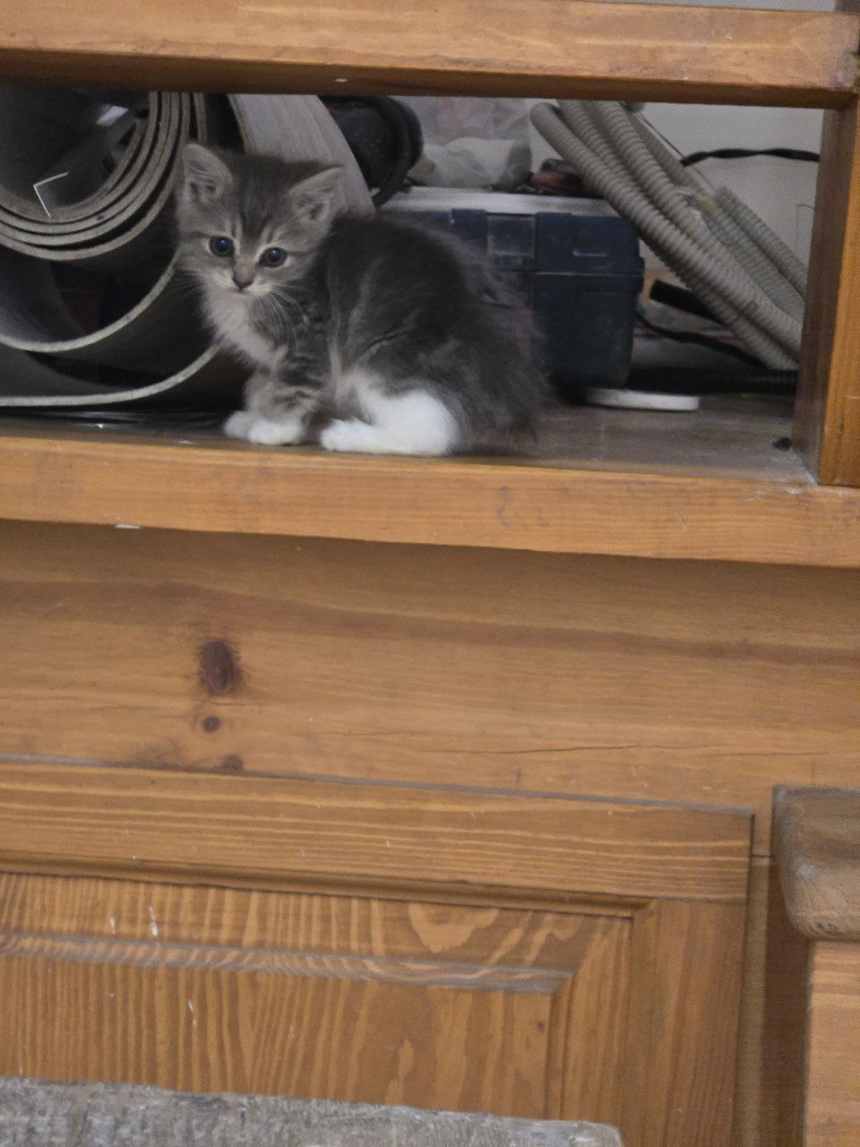 Маленькие котята ищут добрый дом (3)