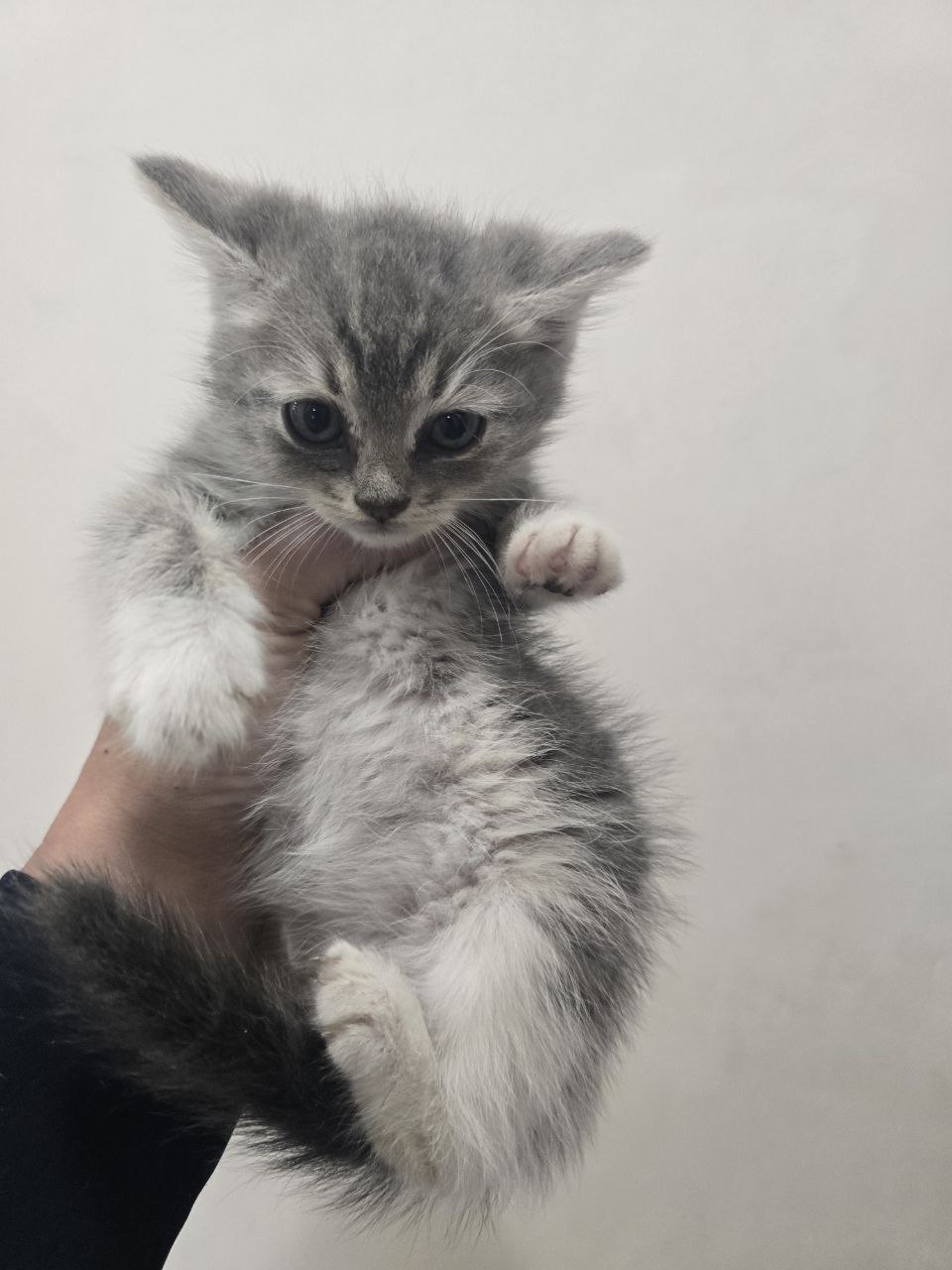 Маленькие котята ищут добрый дом (5)