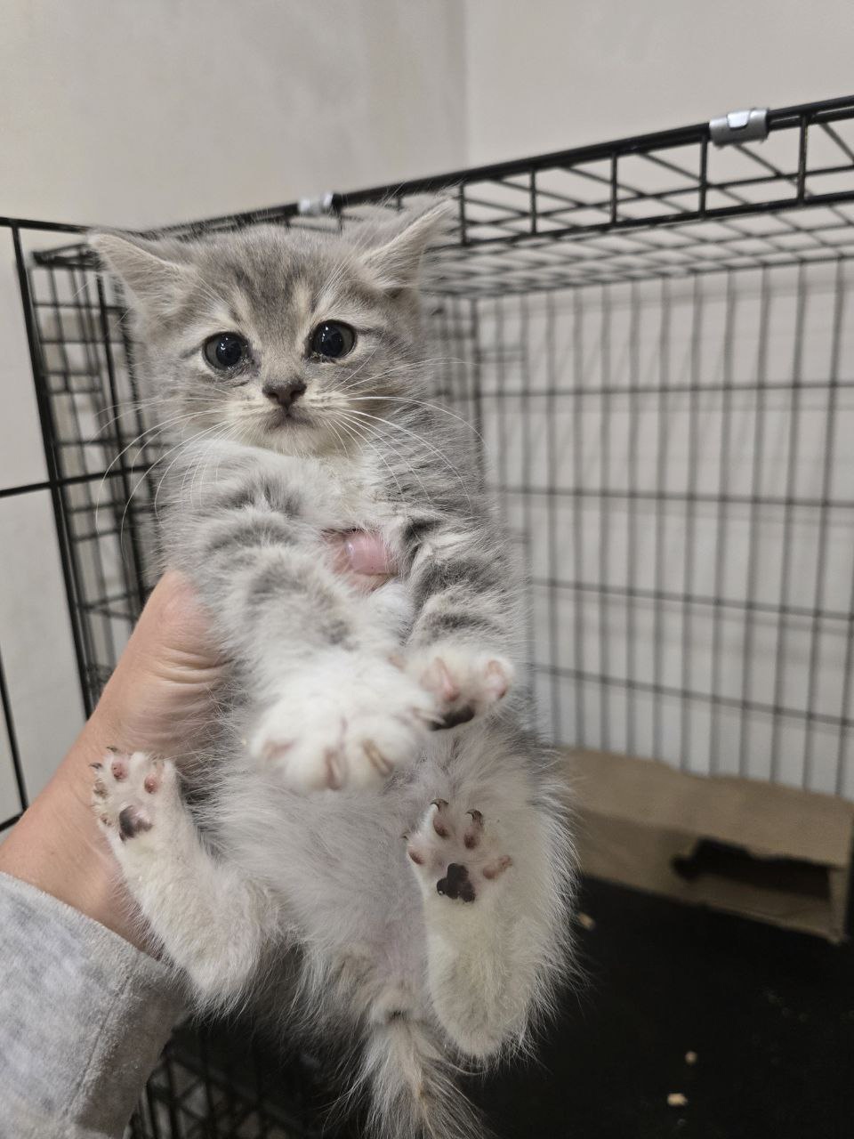 Маленькие котята ищут добрый дом (7)