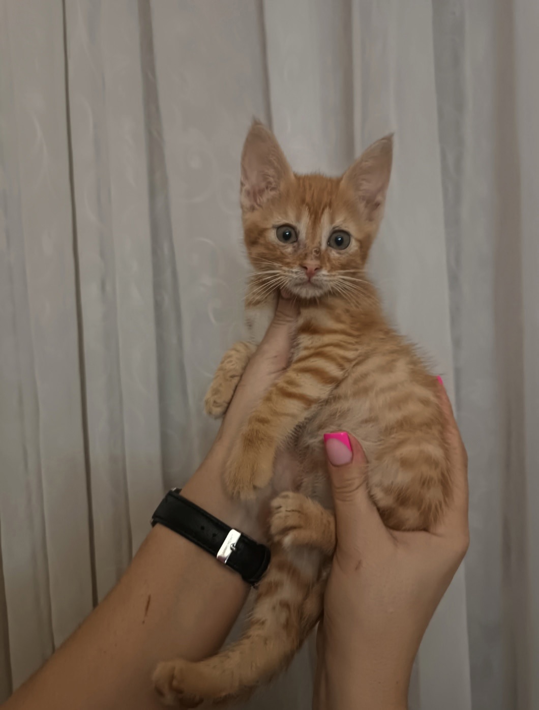 Заботливые семьи для рыжих котят
