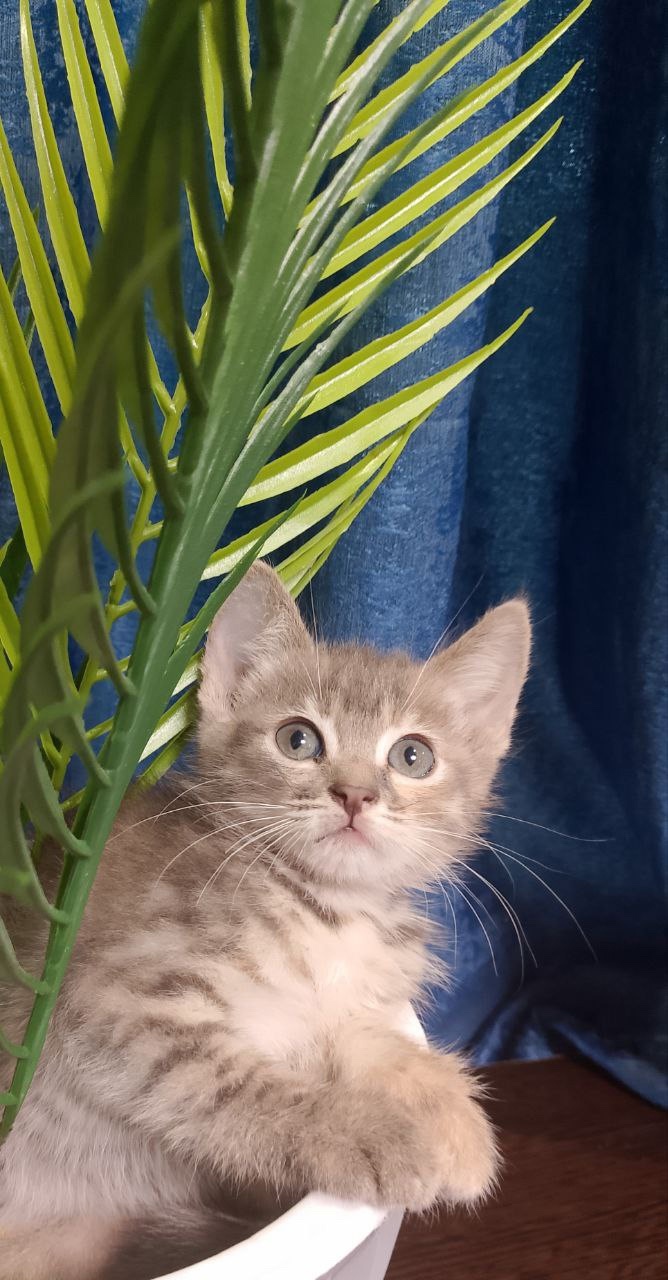 Отдам котят в добрые руки (3)