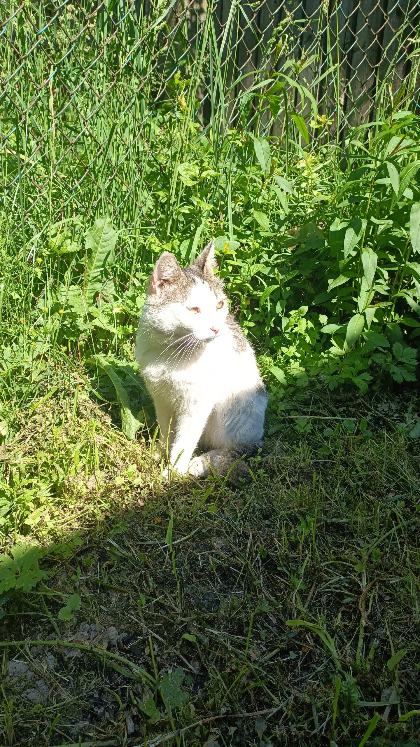 Отдам ласкового кота Василия Ищу