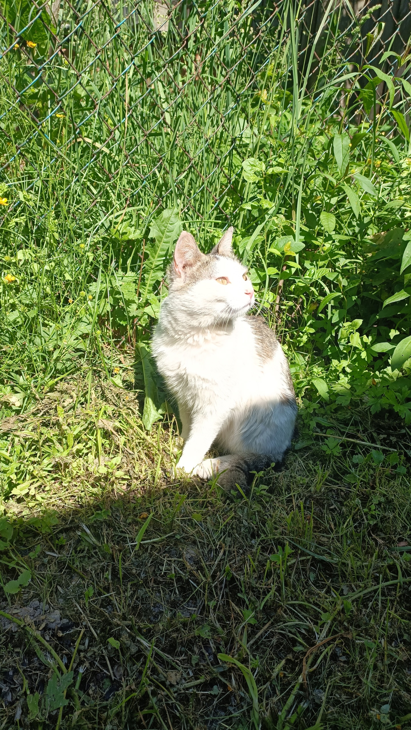 Отдам ласкового кота Василия Ищу (1)