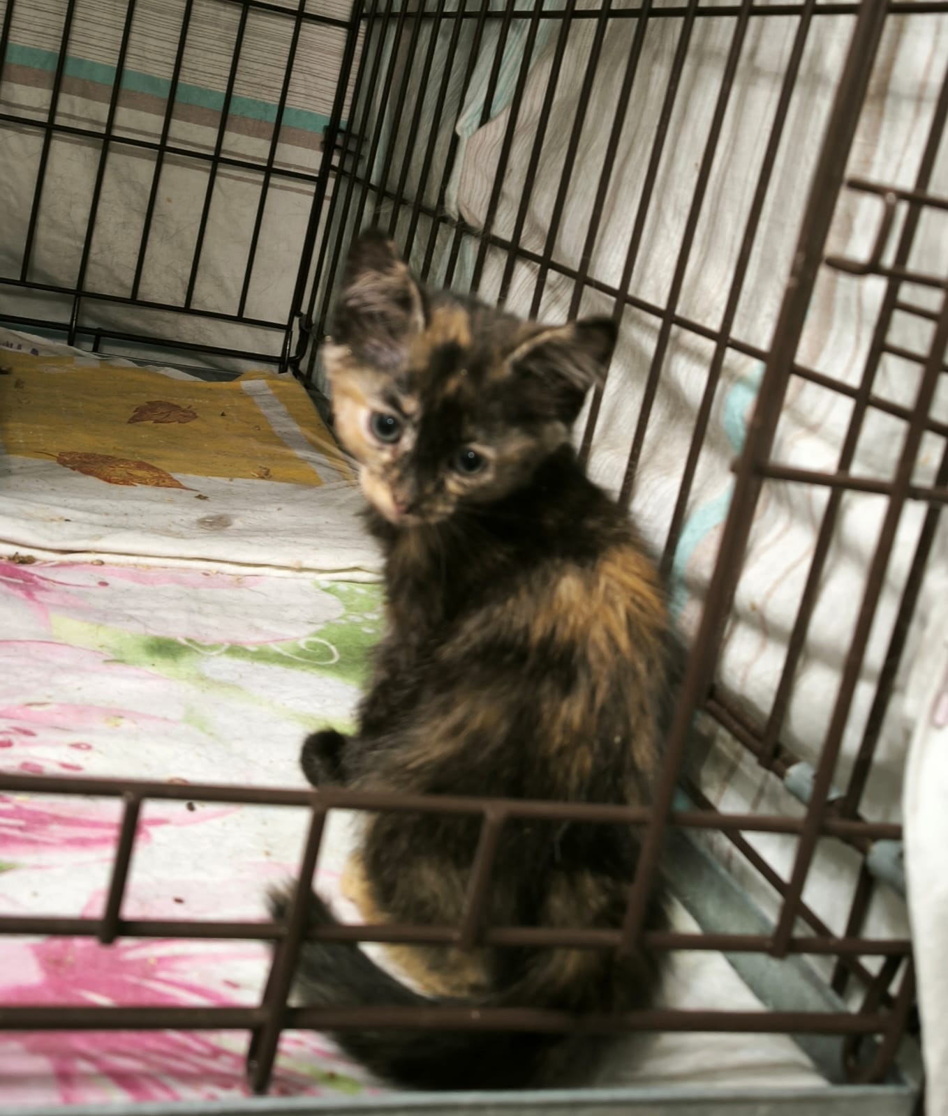 Дружелюбные котята ищут новый дом (7)