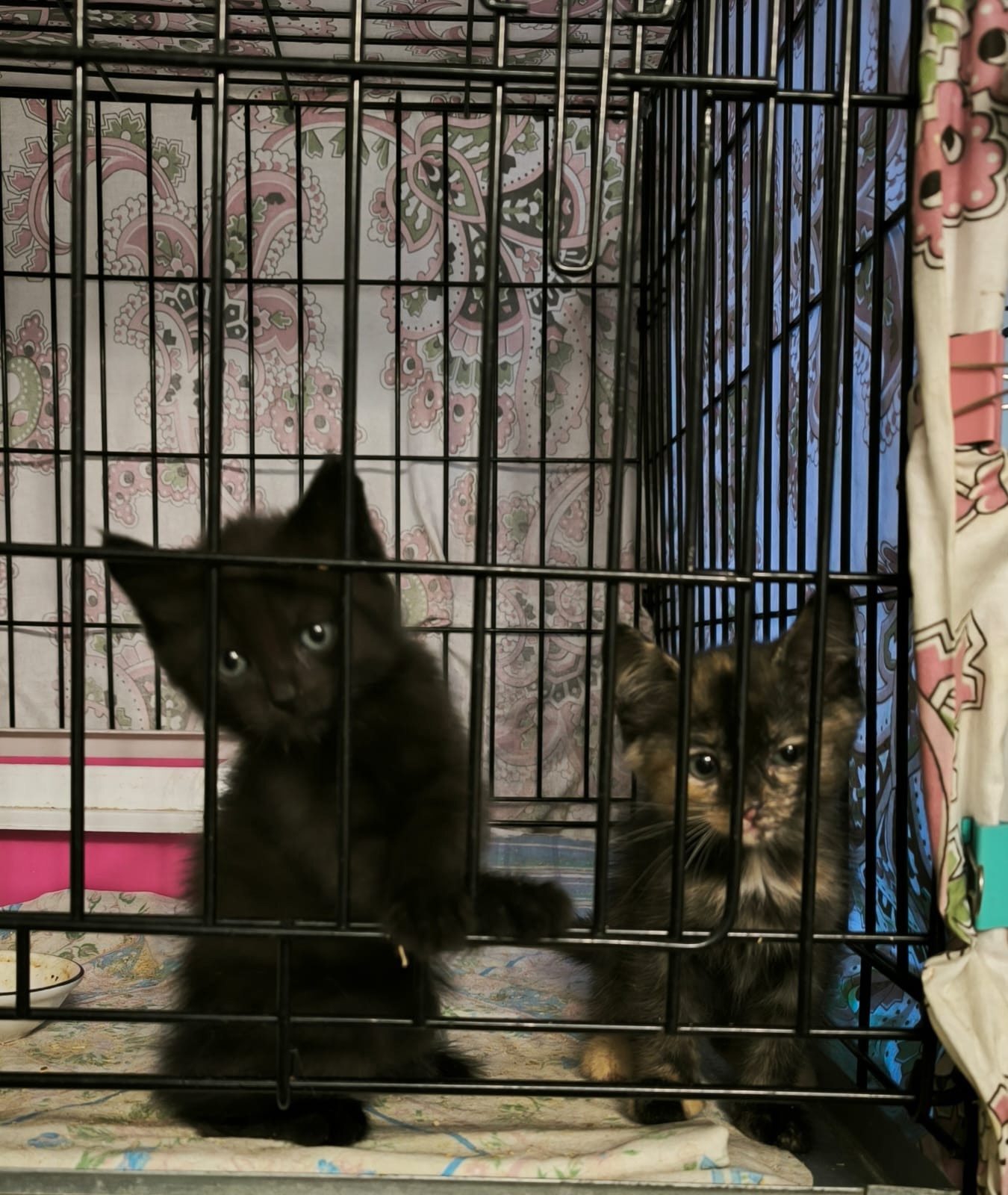 Дружелюбные котята ищут новый дом (4)