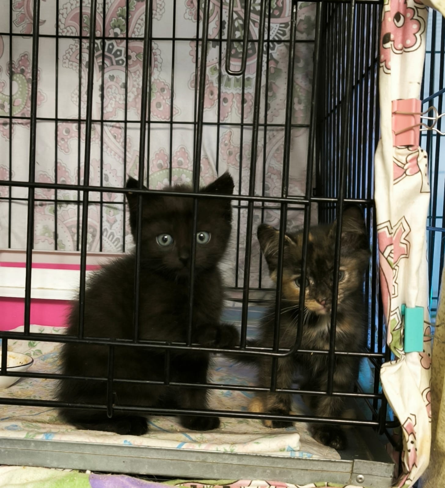 Дружелюбные котята ищут новый дом (3)