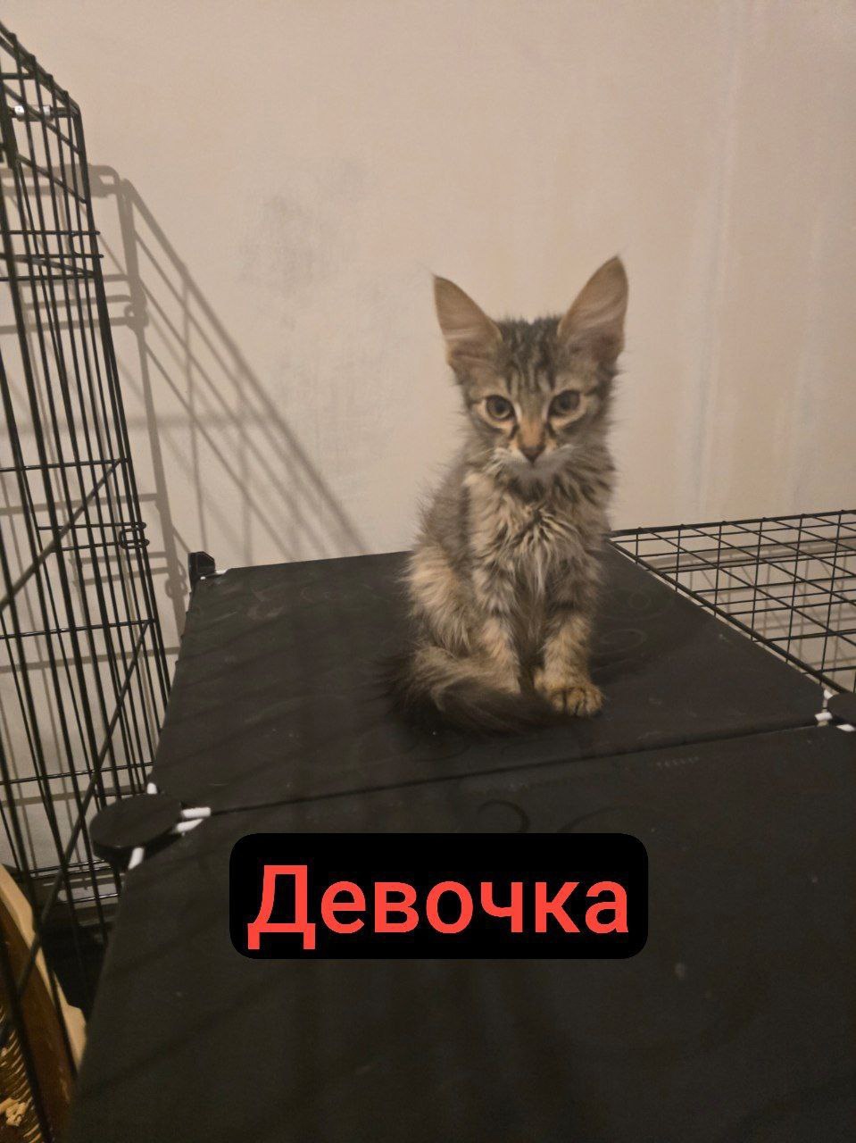 Котята в поисках дома и