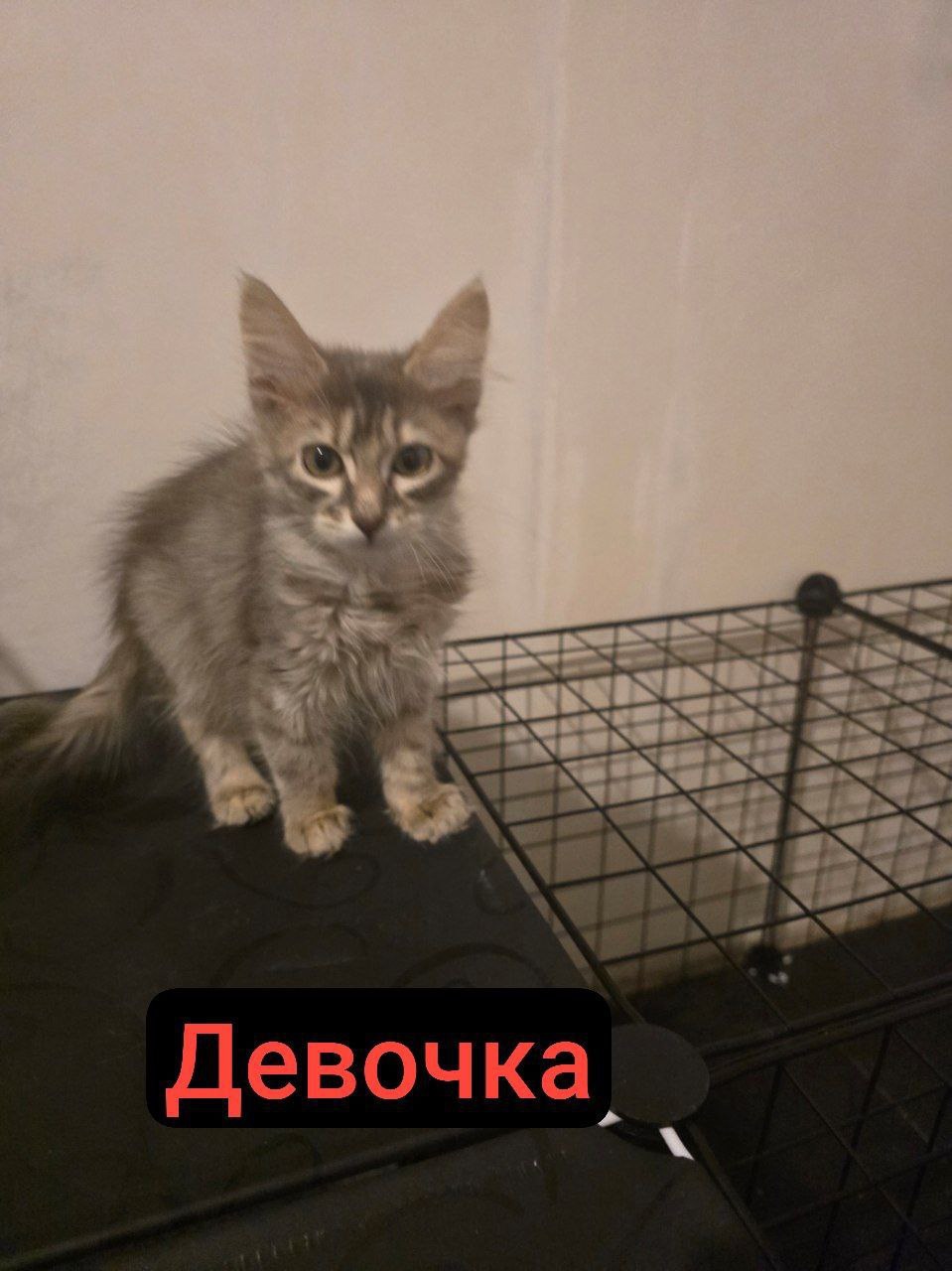 Котята в поисках дома и (3)