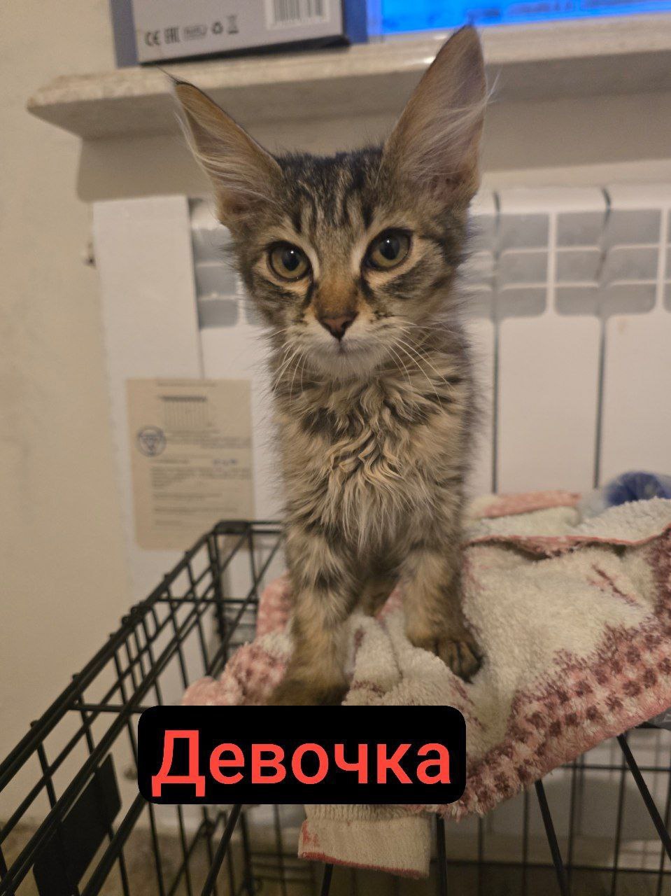Котята в поисках дома и (4)
