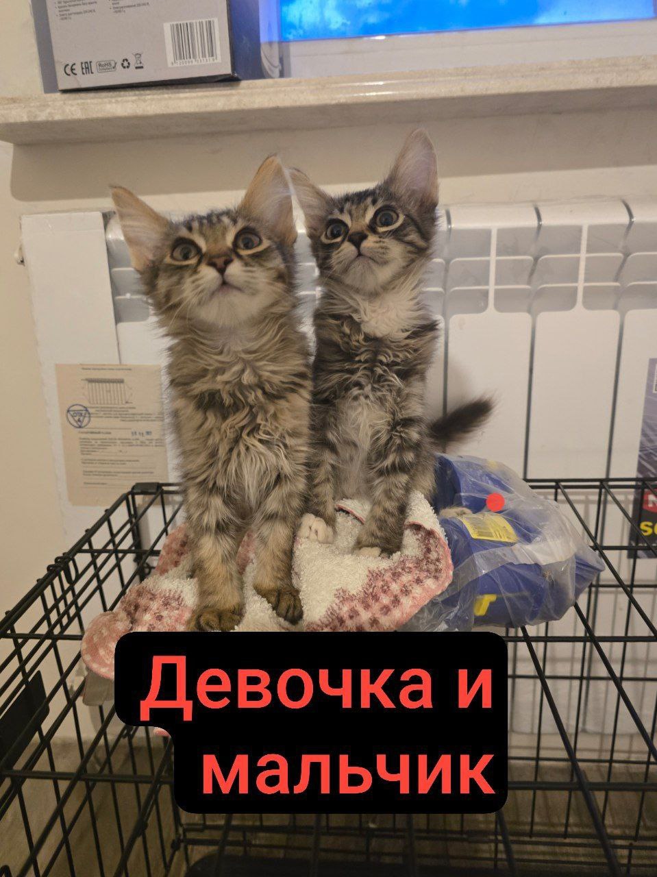 Котята в поисках дома и (1)