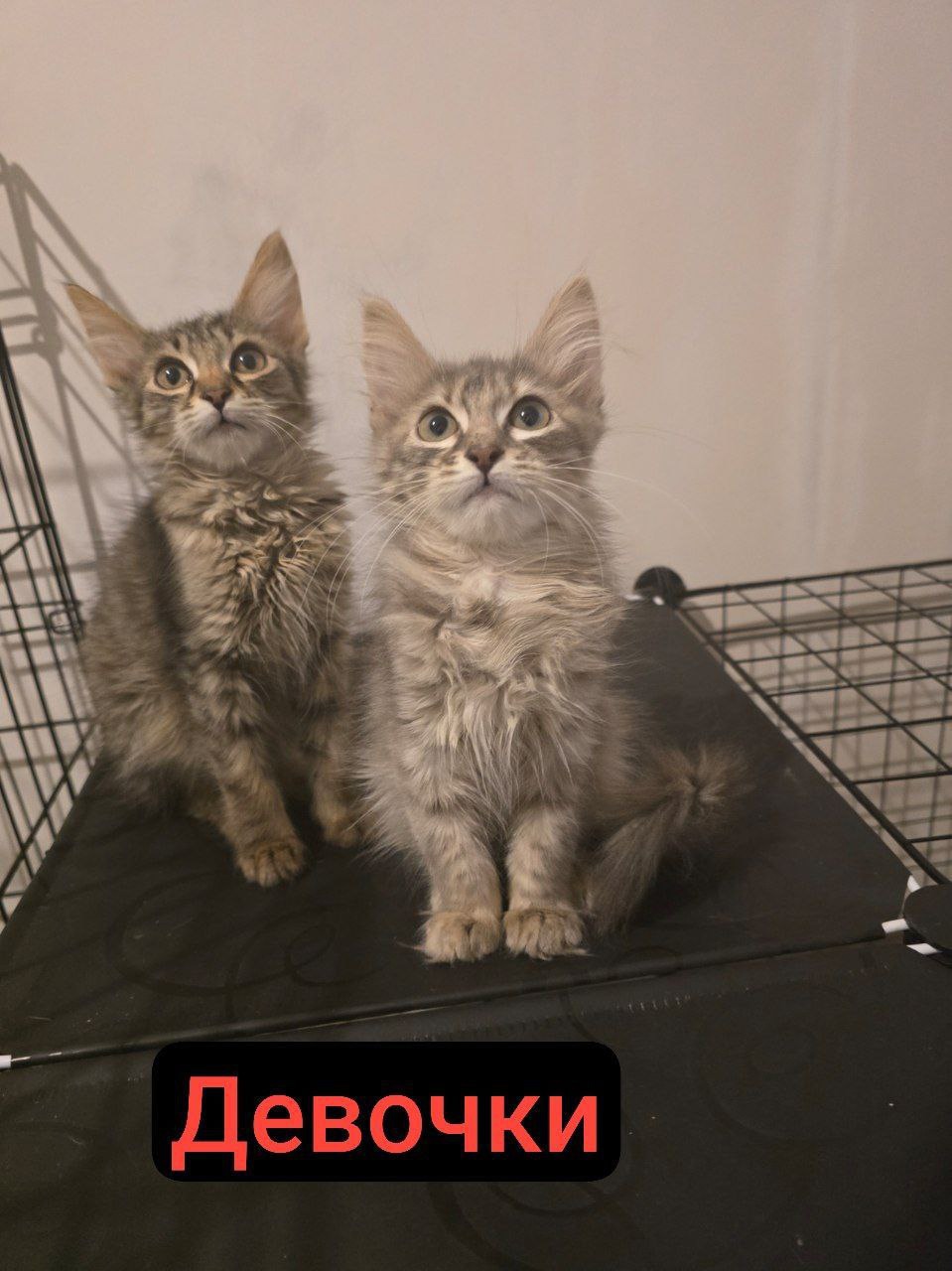 Котята в поисках дома и (2)