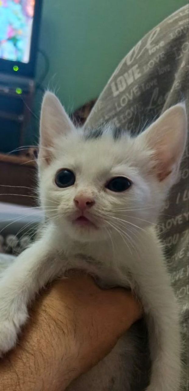 Отдаем котят: добрые руки нужны