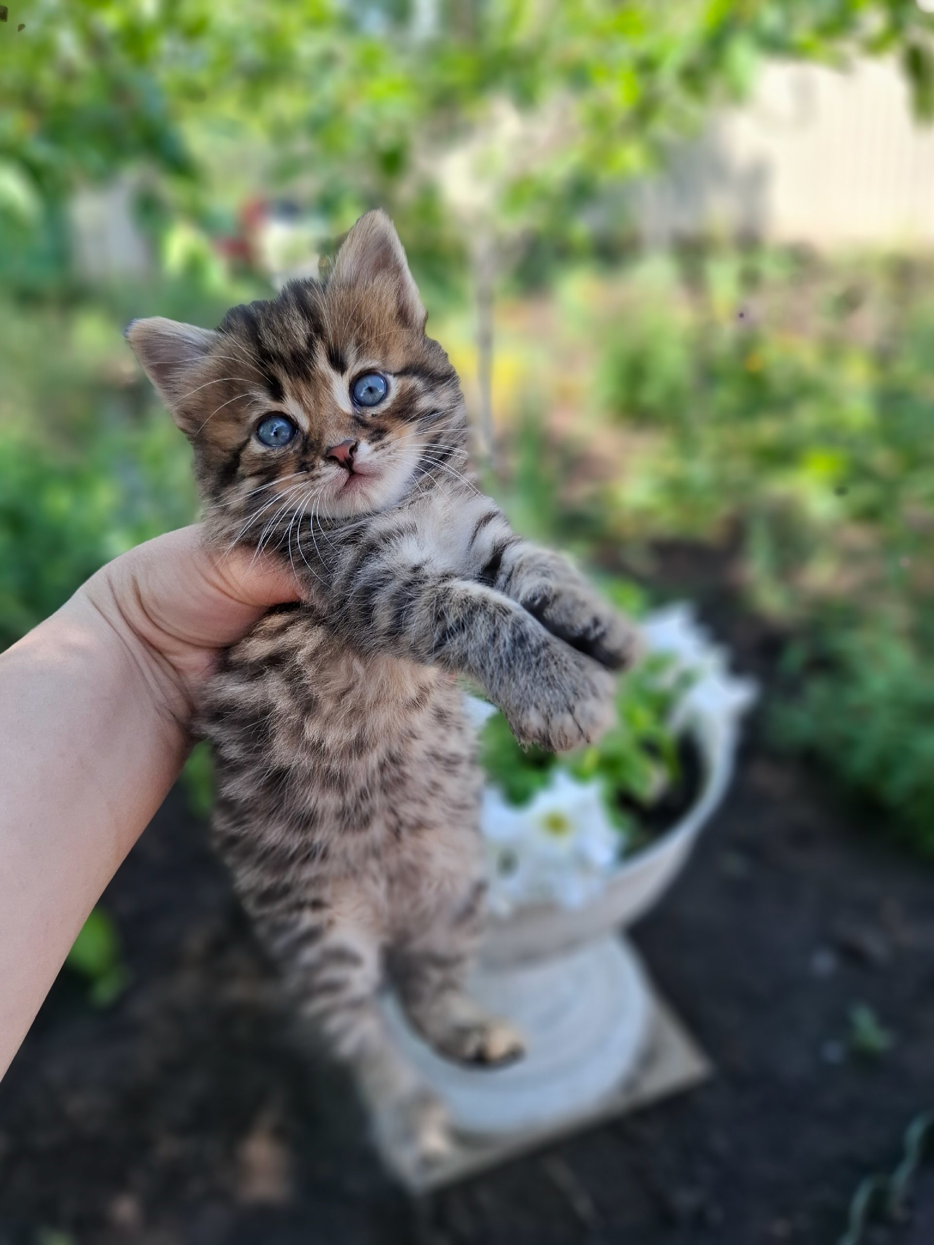 Трём котятам срочно нужны заботливые