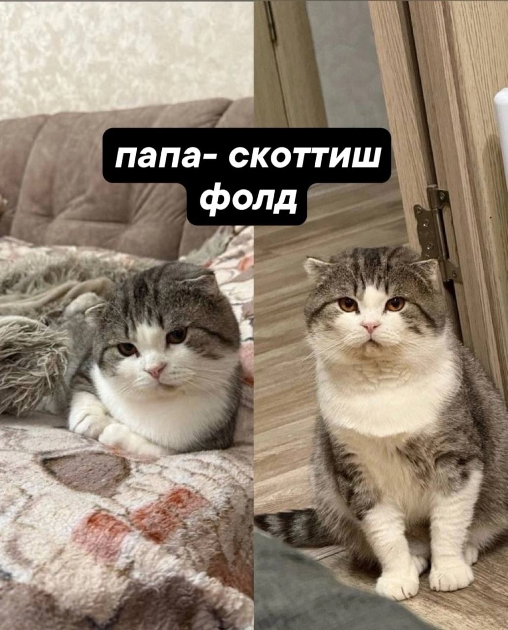 Продажа породистых котят в Красном (1)