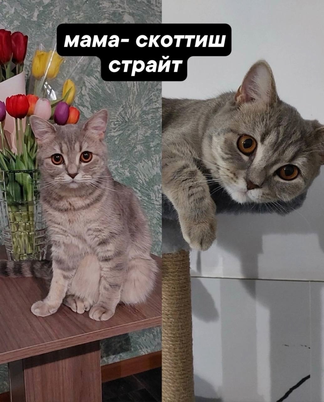 Продажа породистых котят в Красном