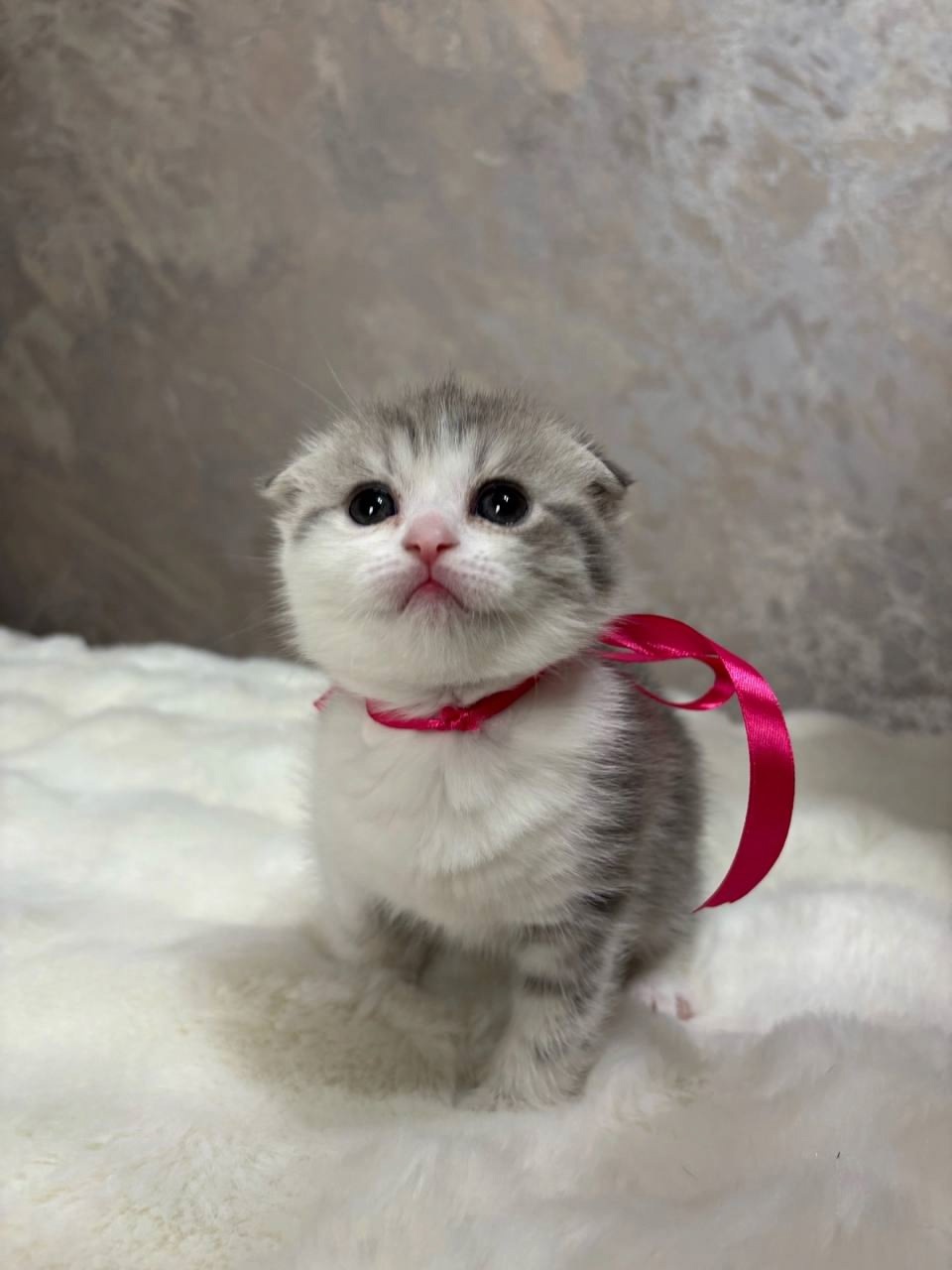Продажа породистых котят в Красном (2)