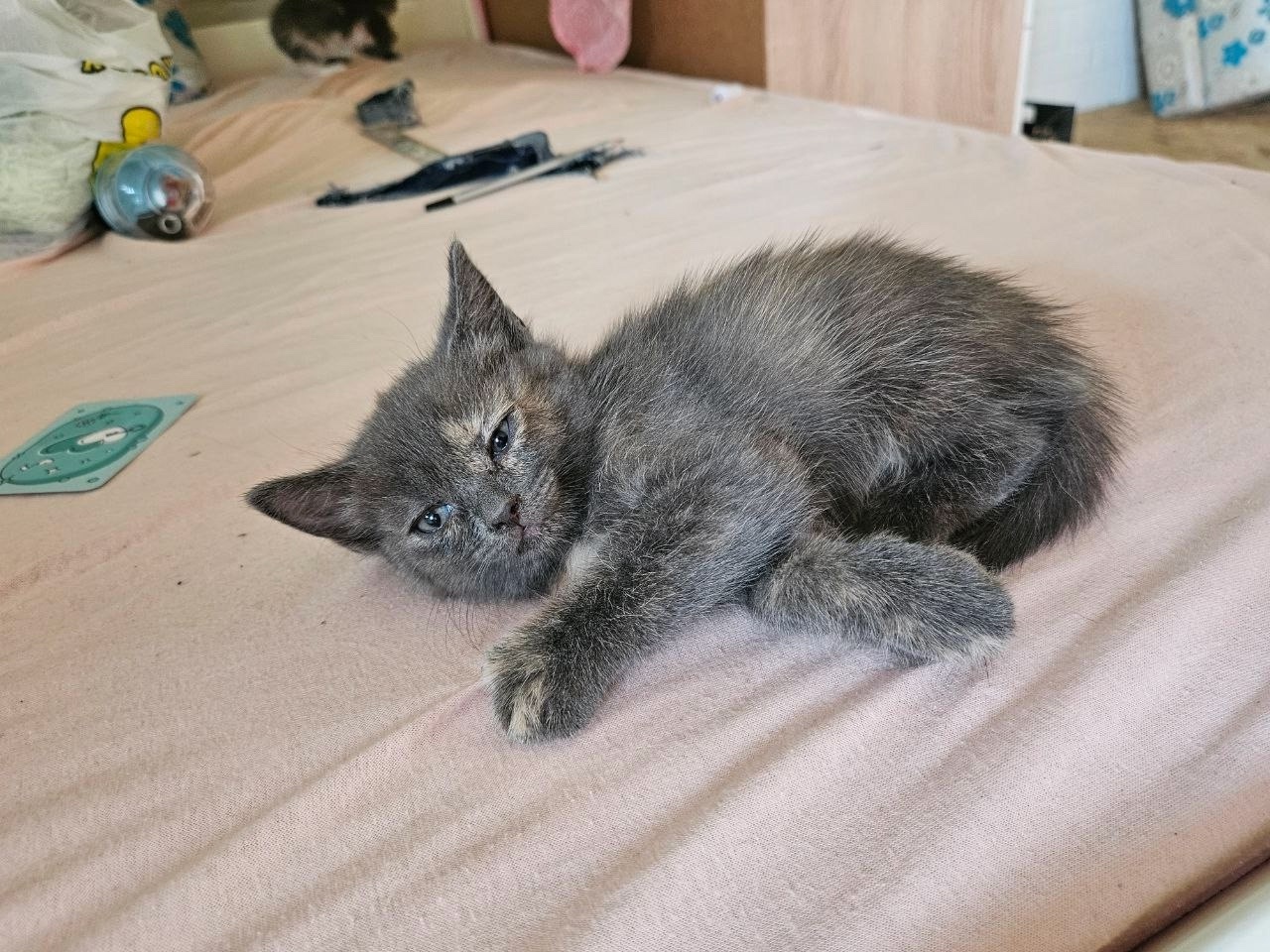 "Очаровательные котята ищут новый дом! (4)
