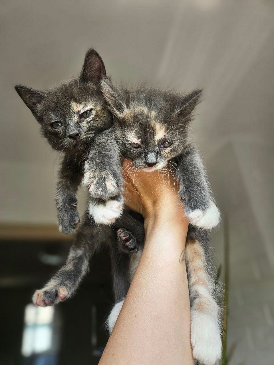 "Очаровательные котята ищут новый дом! (1)