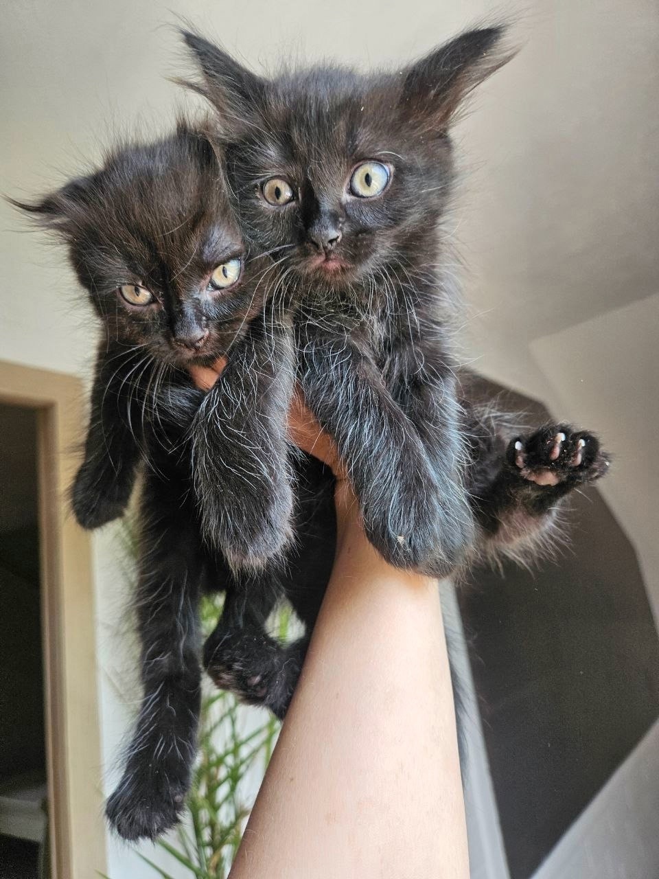 "Очаровательные котята ищут новый дом! (6)