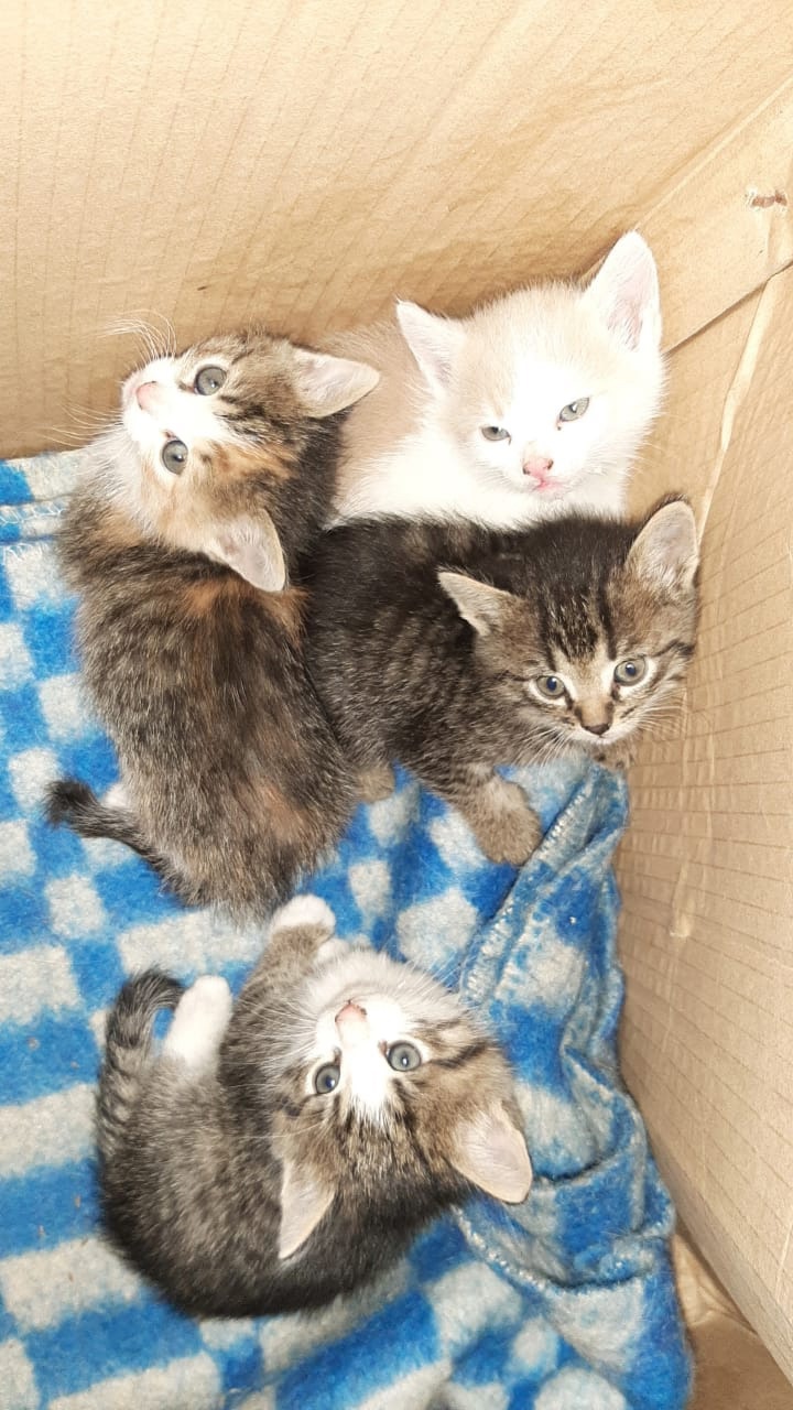 Срочно нужен дом для котят!