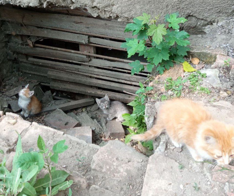 Отравление угрожает котятам в Донецке (1)