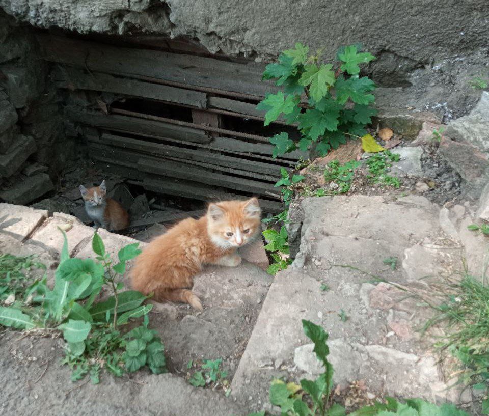 Отравление угрожает котятам в Донецке