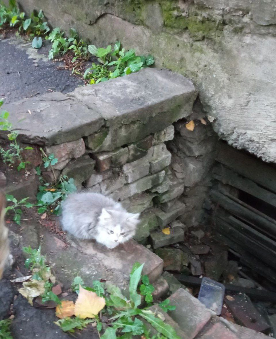 Отравление угрожает котятам в Донецке (2)