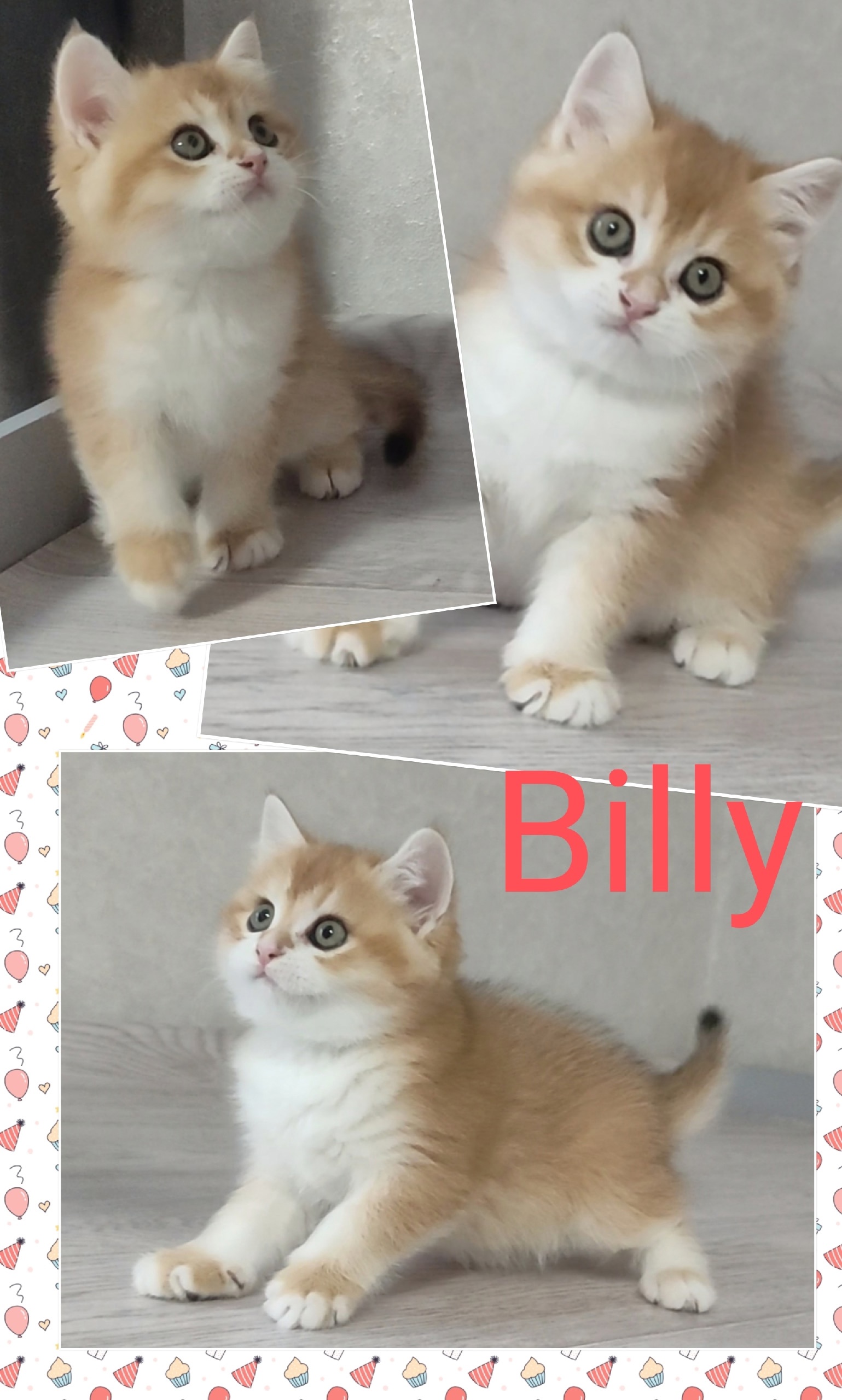 Шотландский котенок Billy, золотая шиншилла