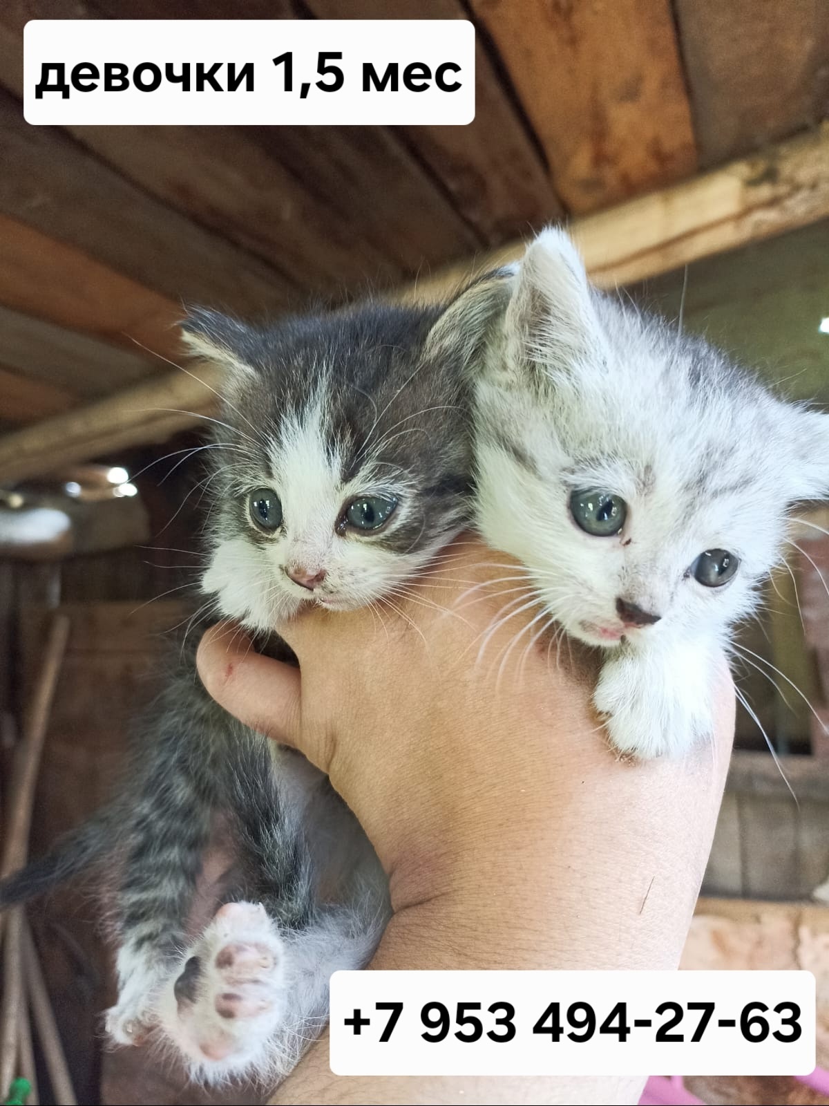 Котята в Казани ищут дом (1)
