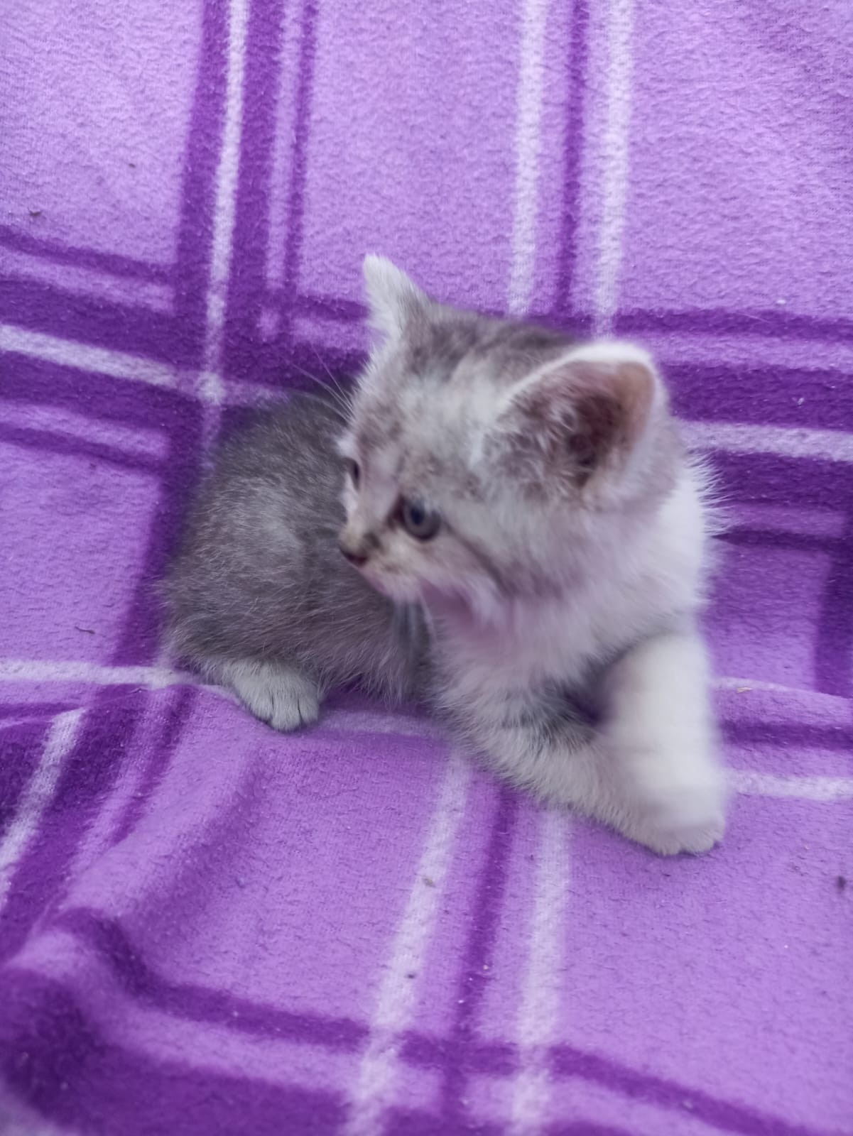 Котята в Казани ищут дом (2)