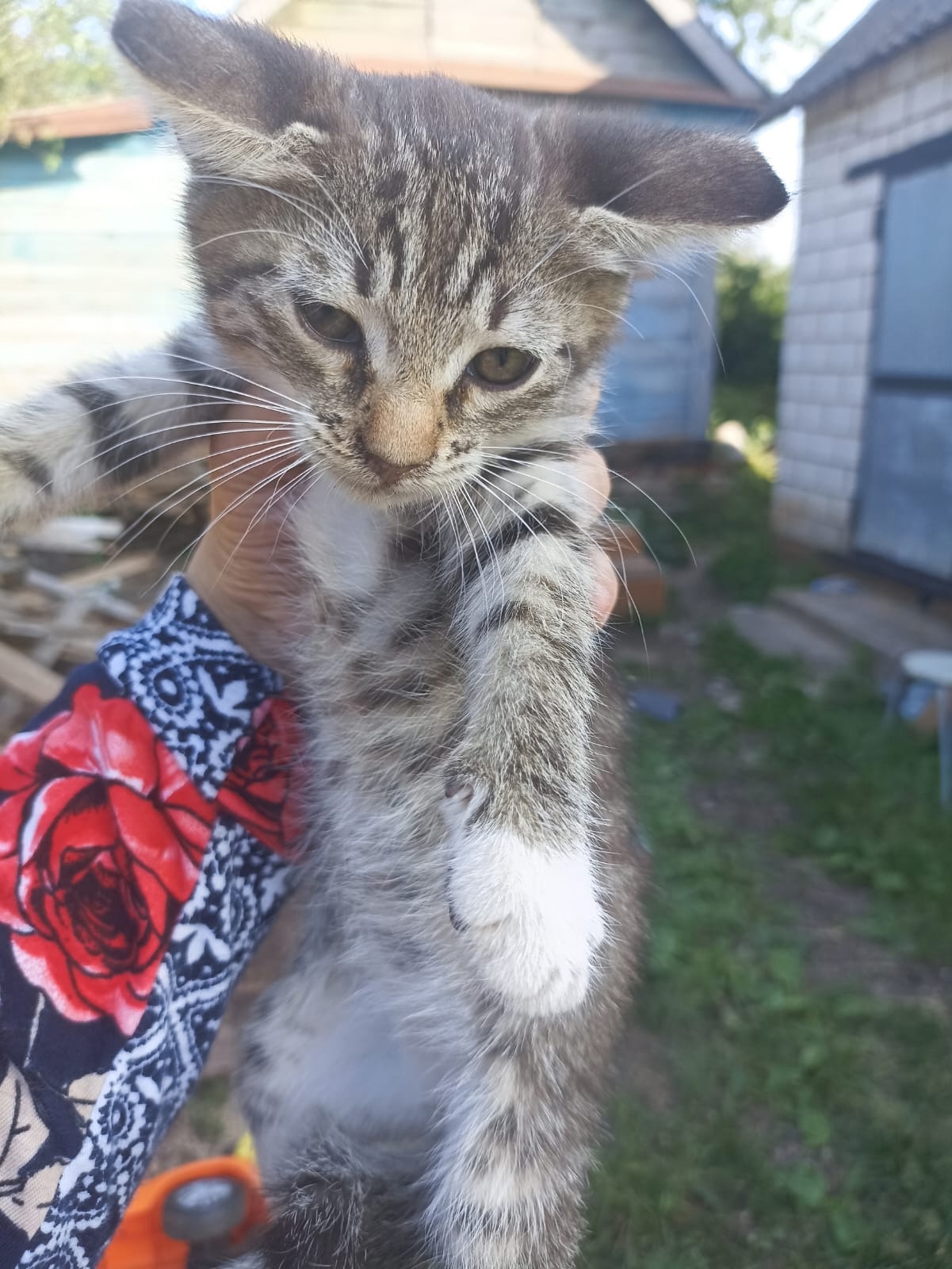 Котята в Казани ищут дом (6)