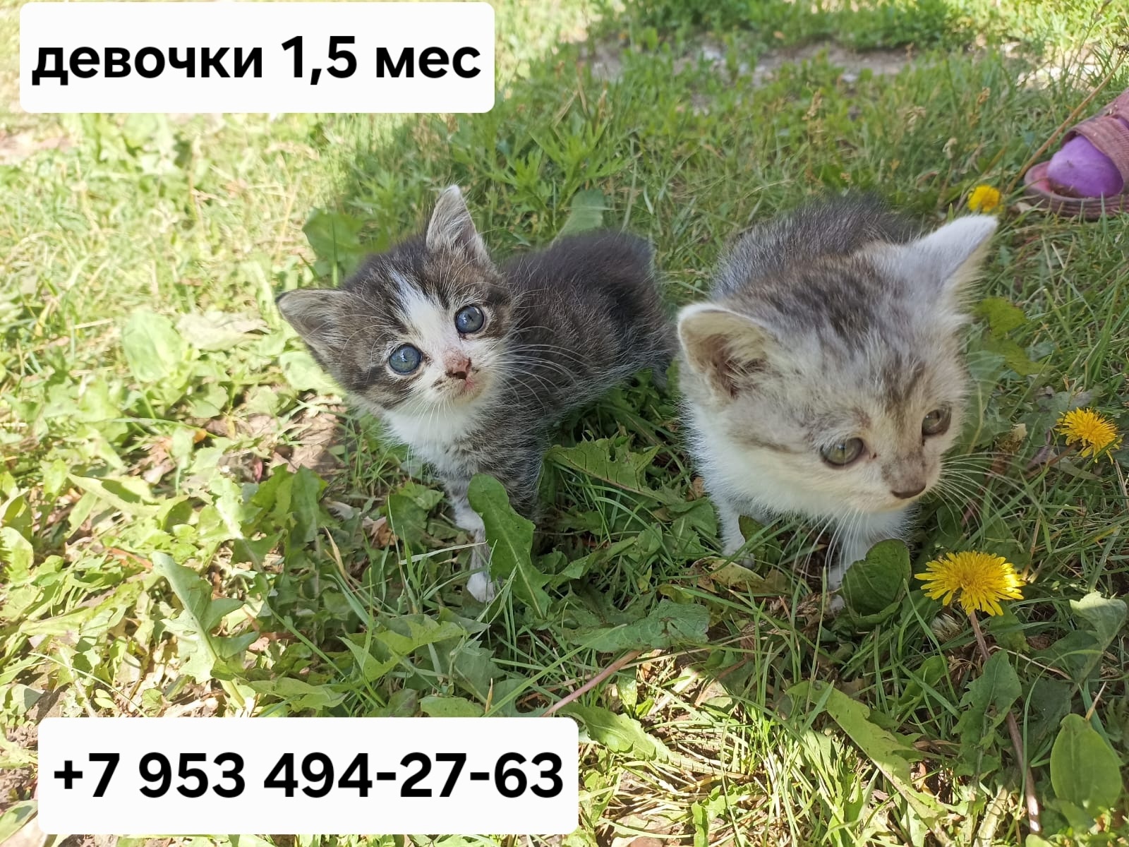 Котята в Казани ищут дом (4)