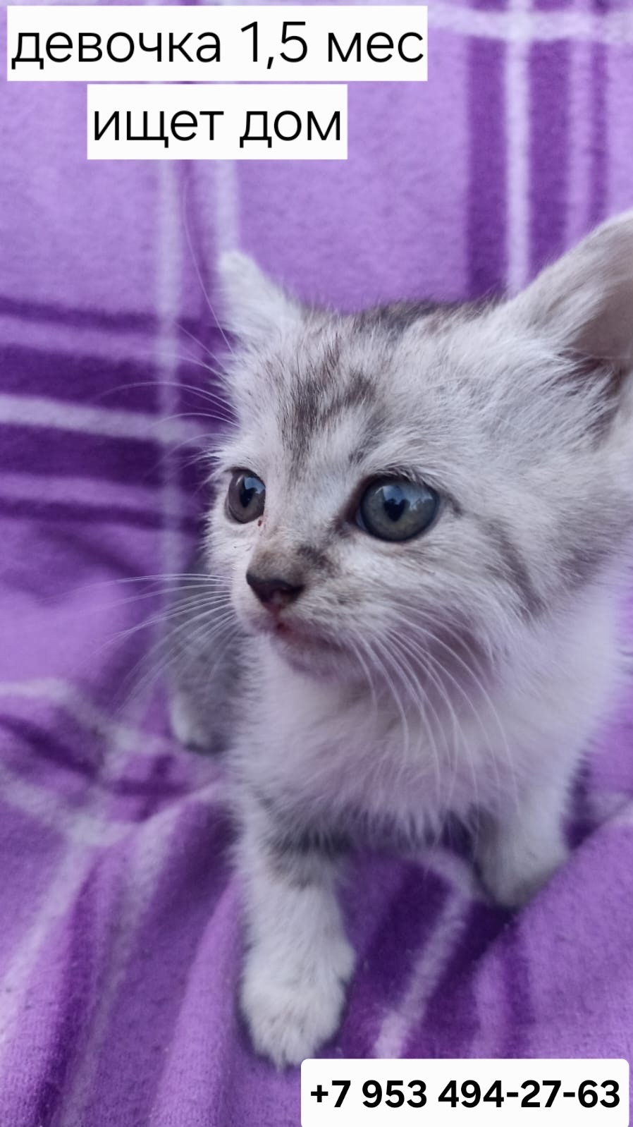 Котята в Казани ищут дом