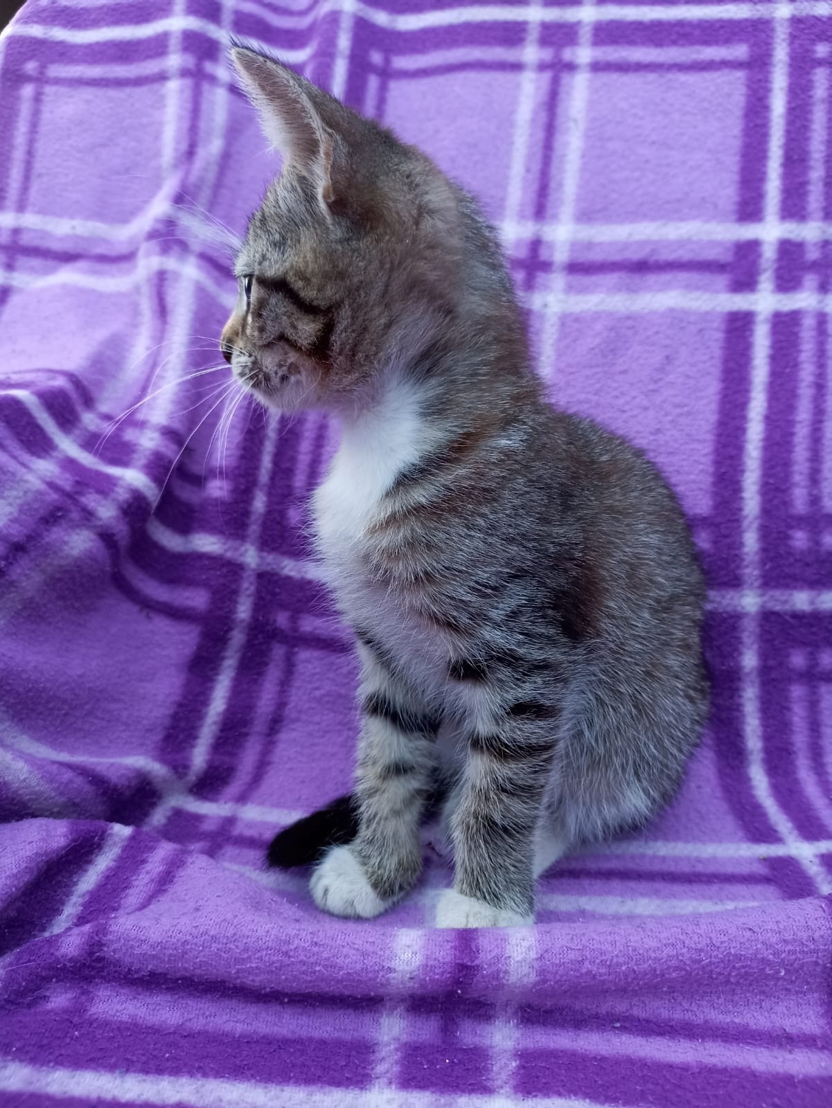 Котята в Казани ищут дом (5)