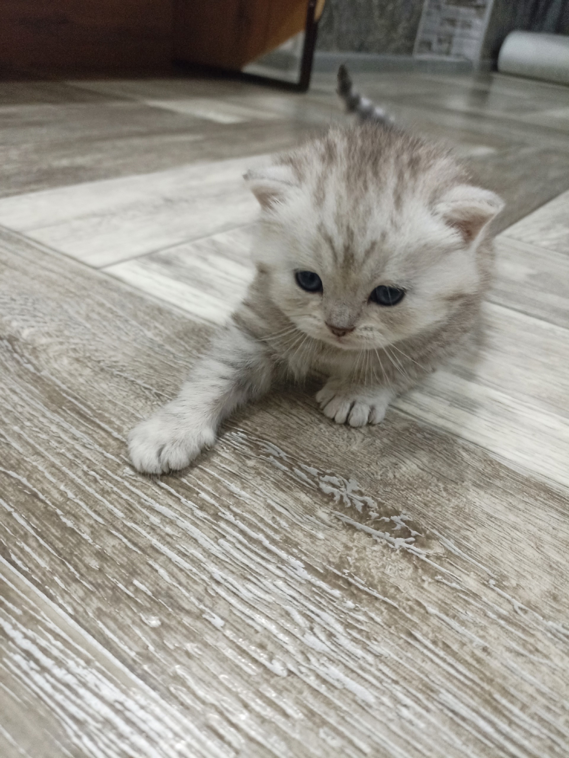 Шотландская прямоухая котёнок в продаже (2)