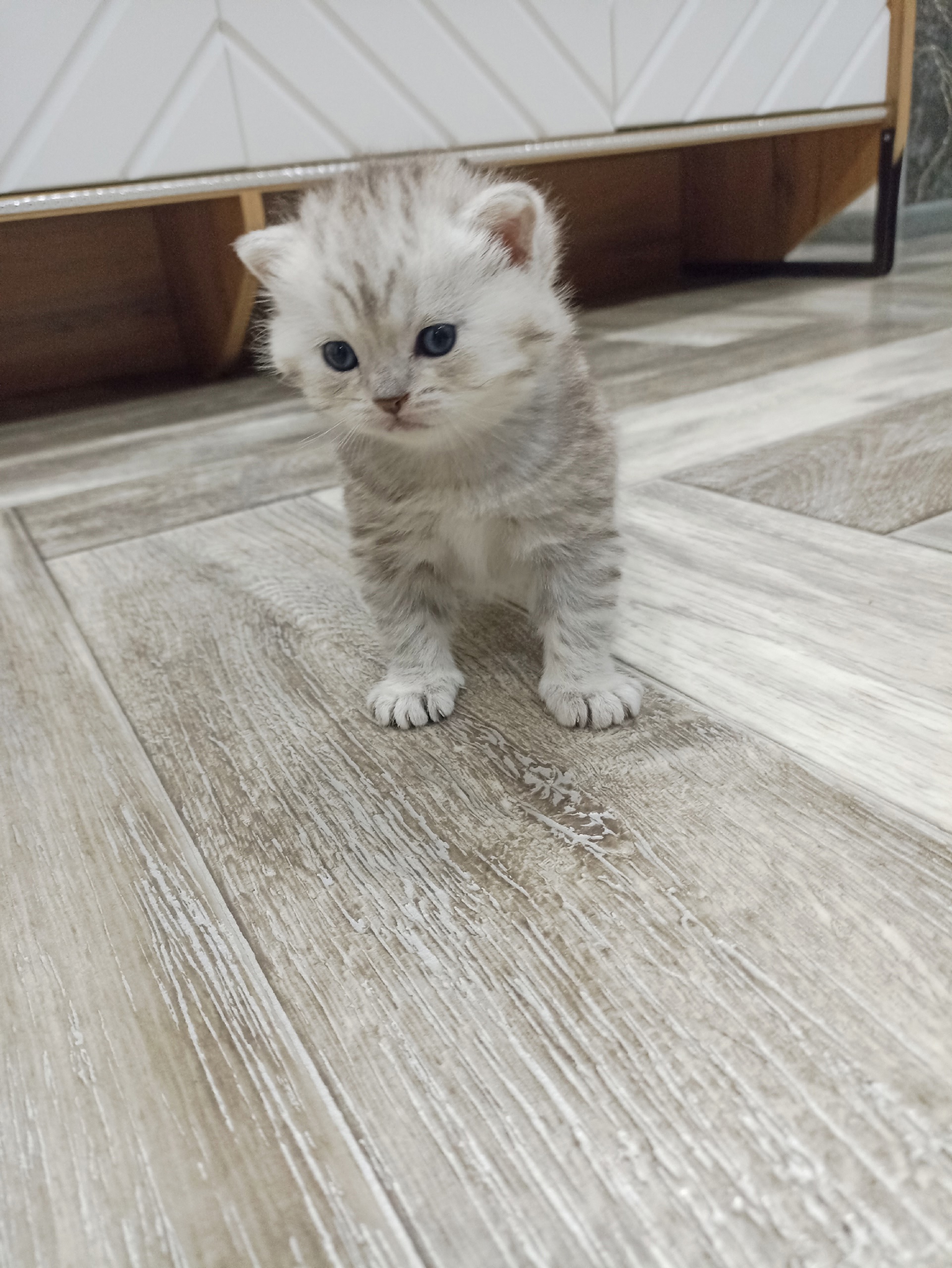 Шотландская прямоухая котёнок в продаже