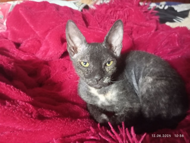 Продаются котята донской сфинкс На