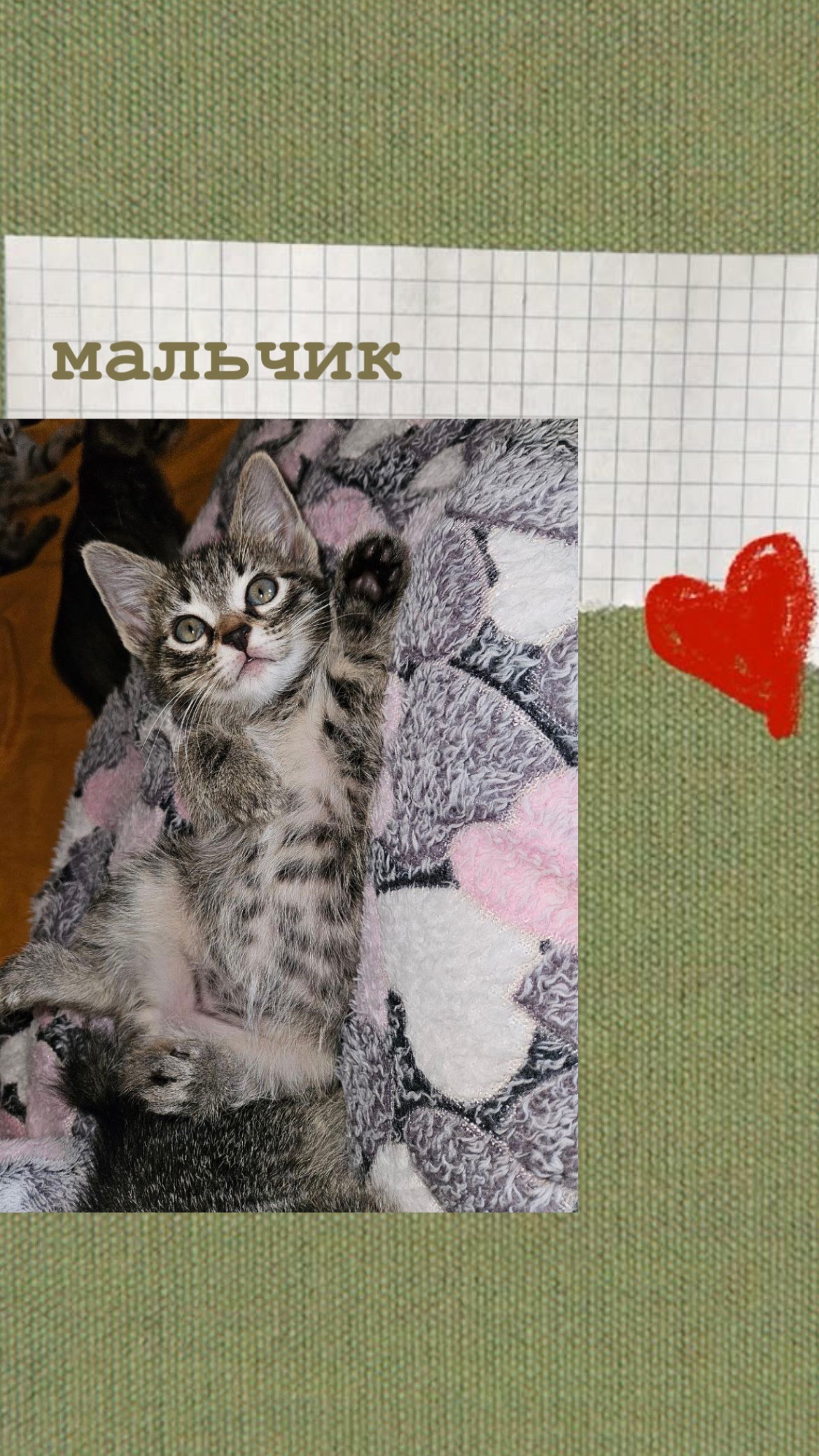 Ищем заботливые руки для котят (2)