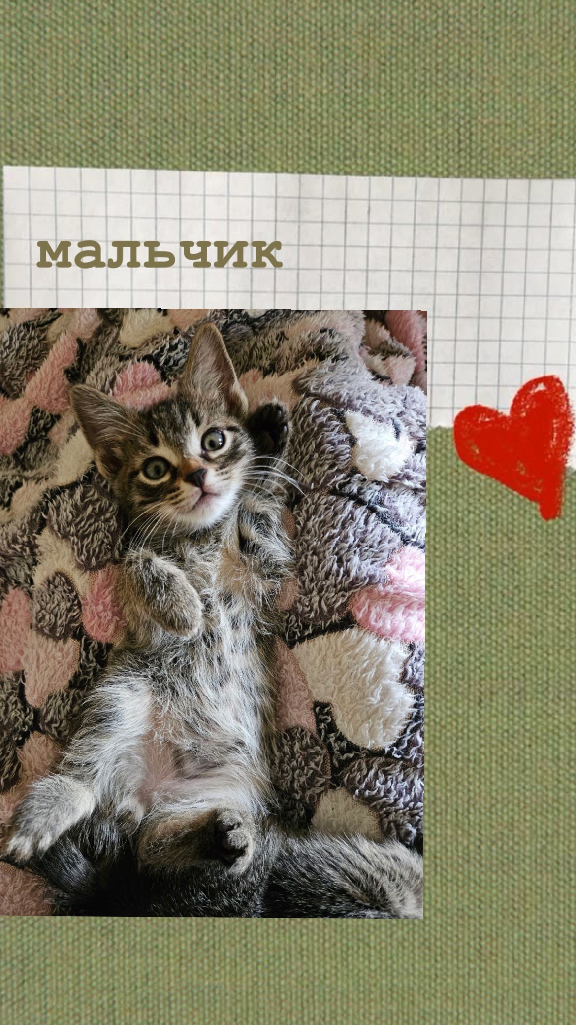 Ищем заботливые руки для котят (3)
