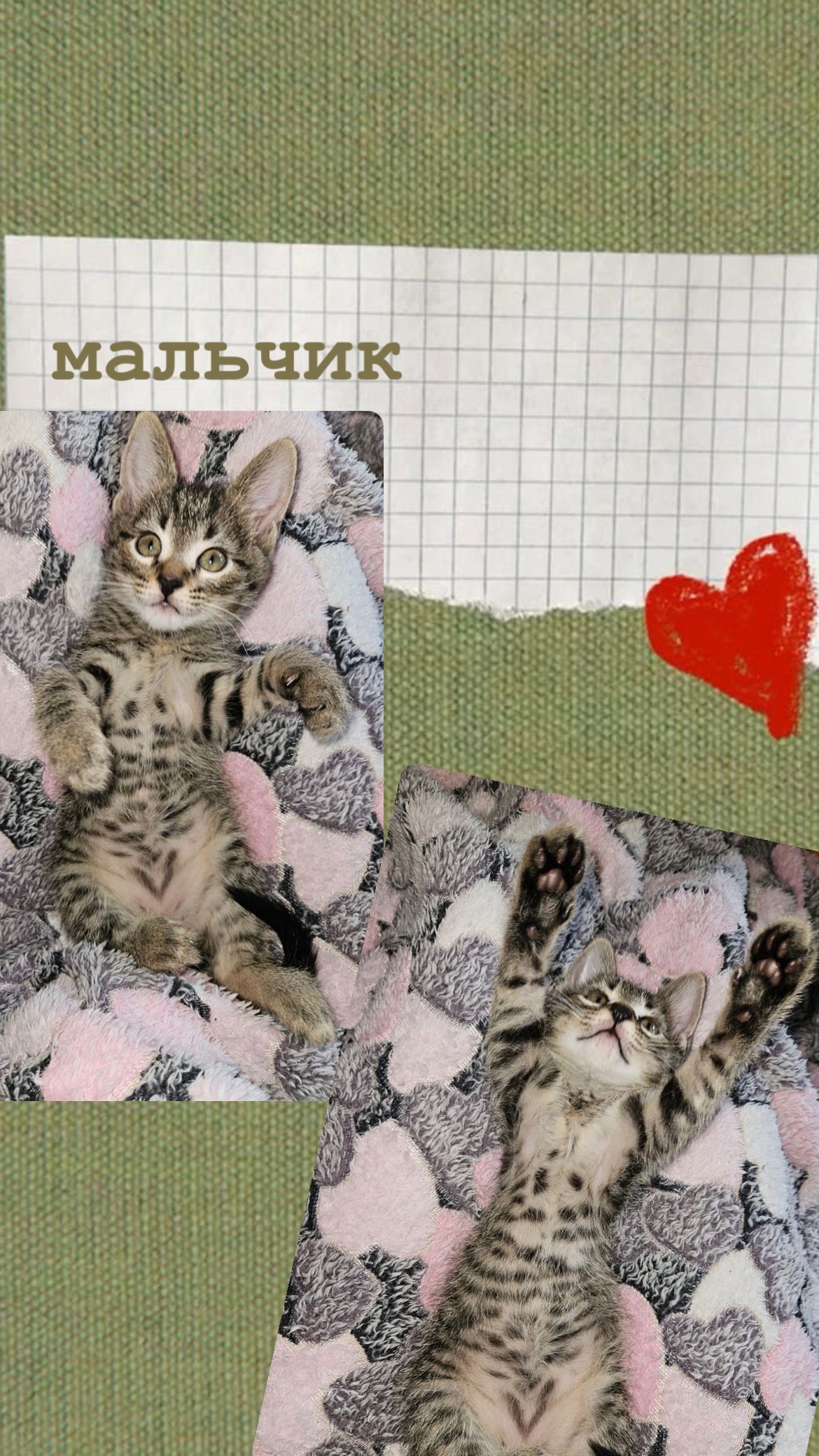 Ищем заботливые руки для котят