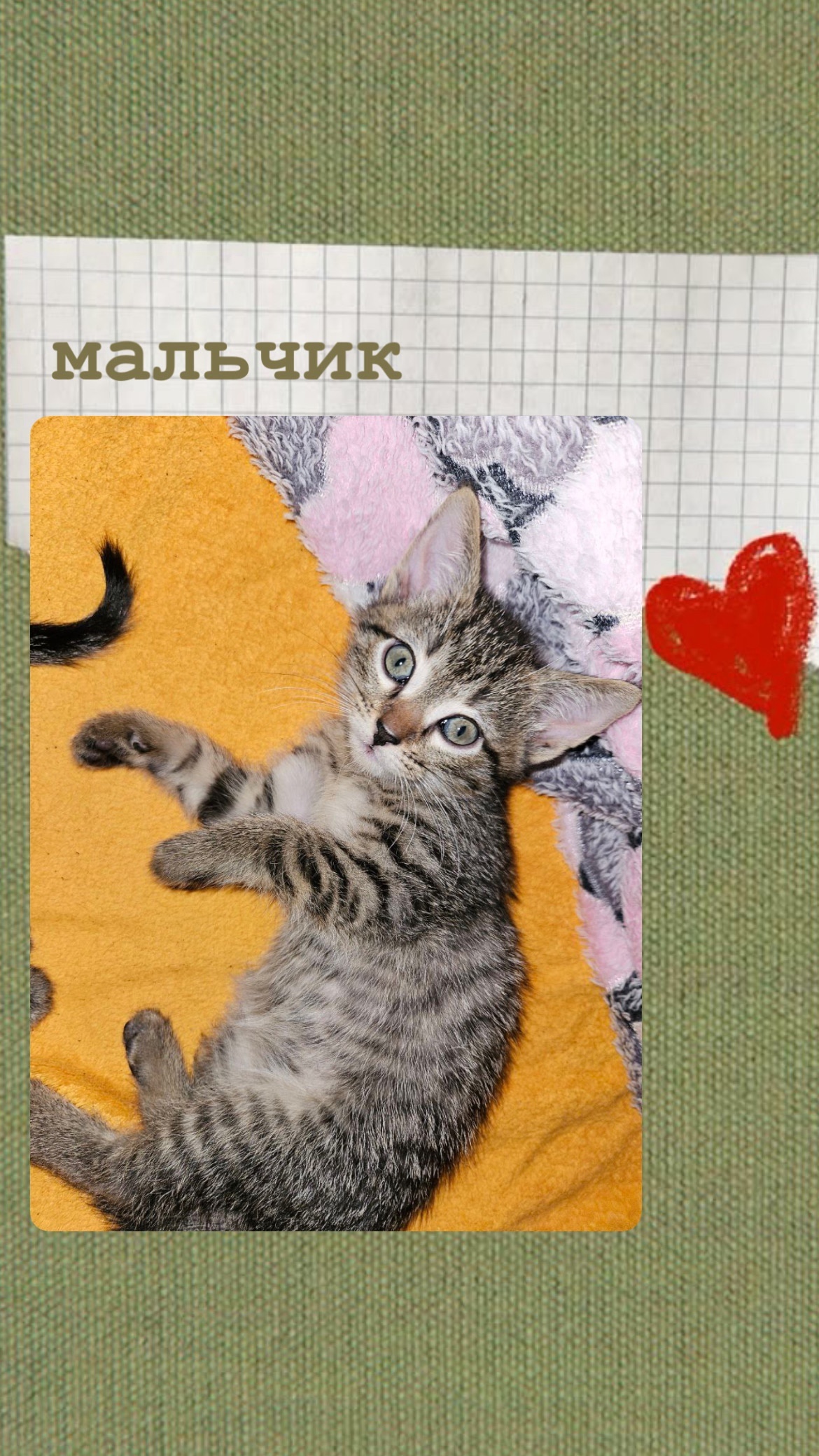 Ищем заботливые руки для котят (1)